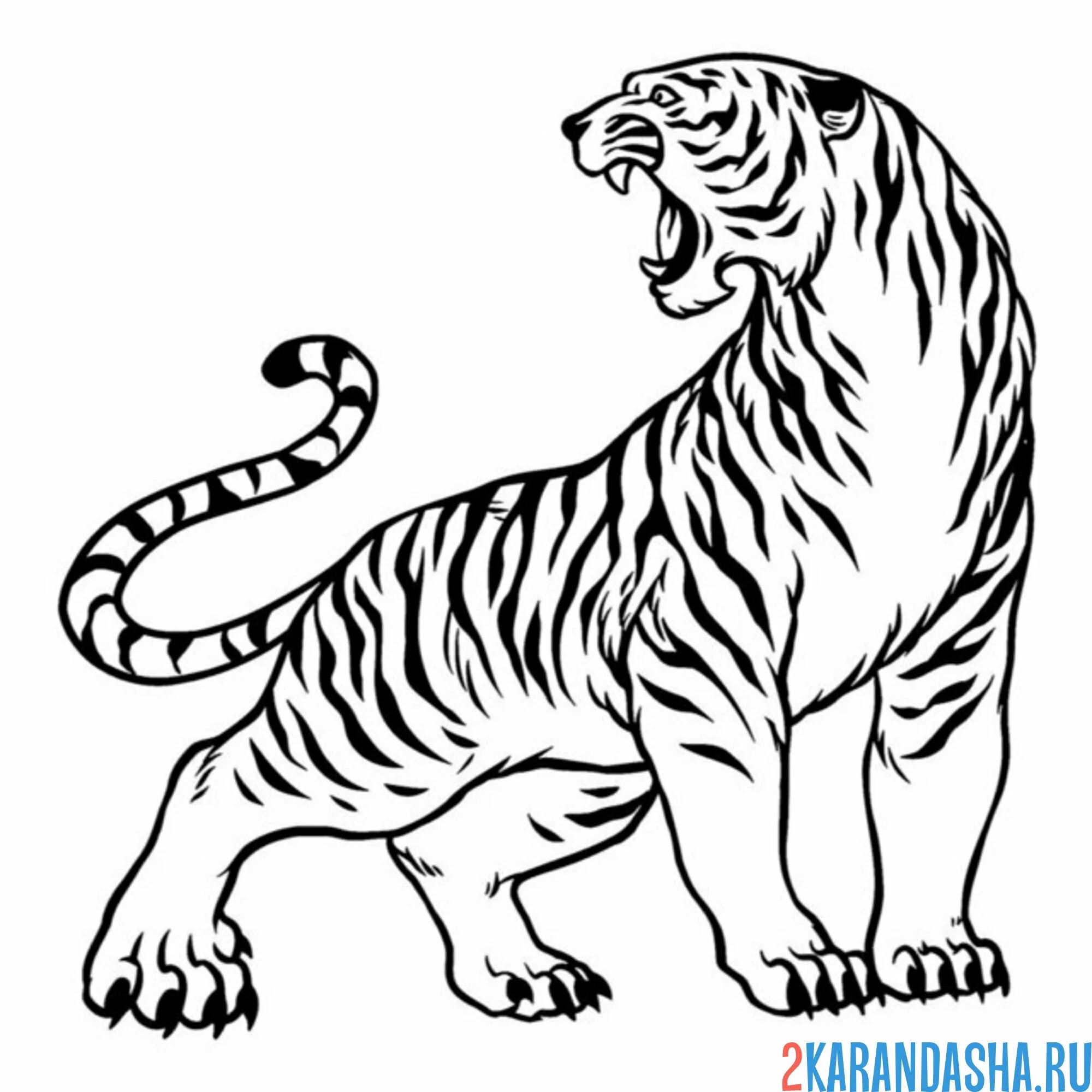 Раскраска настоящий опасный тигр