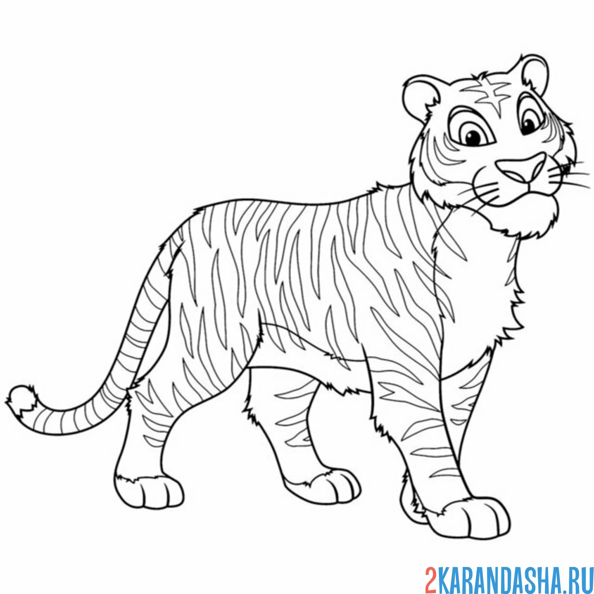Раскраска большой тигр взрослый