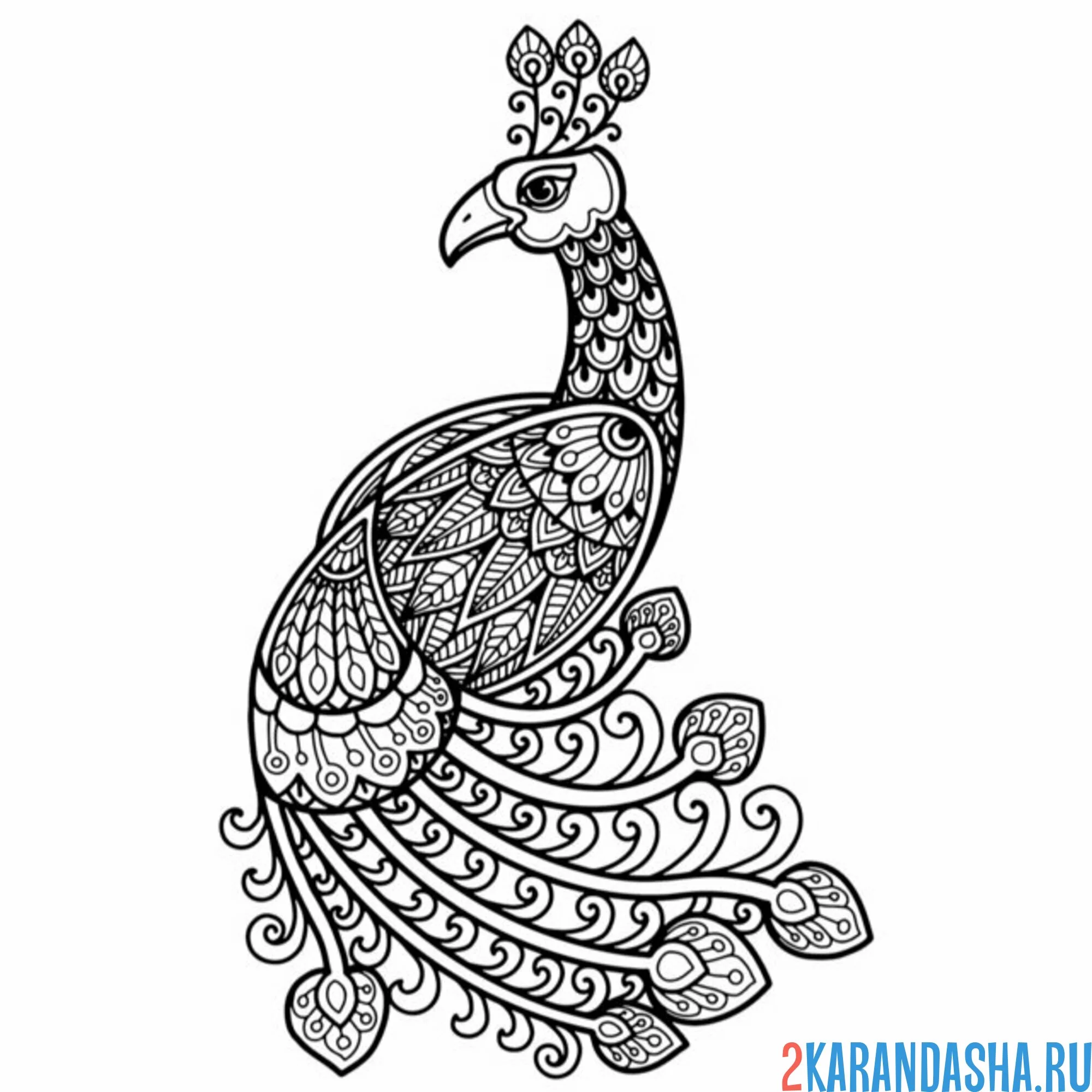 Раскраска павлин арт антистресс