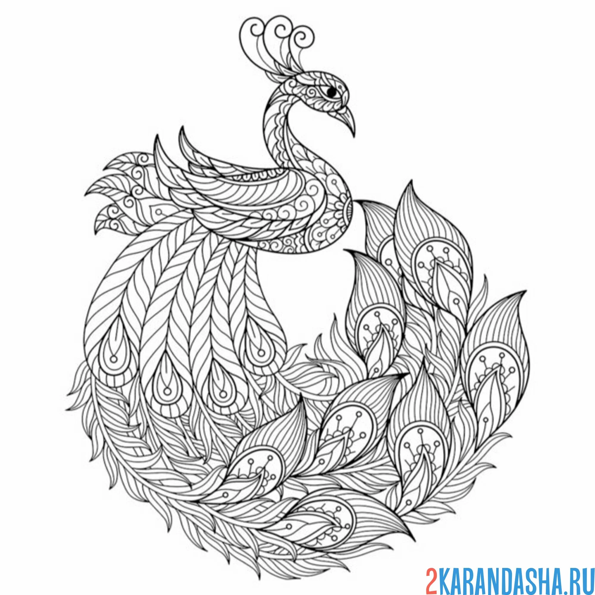Раскраска антистресс птица павлин