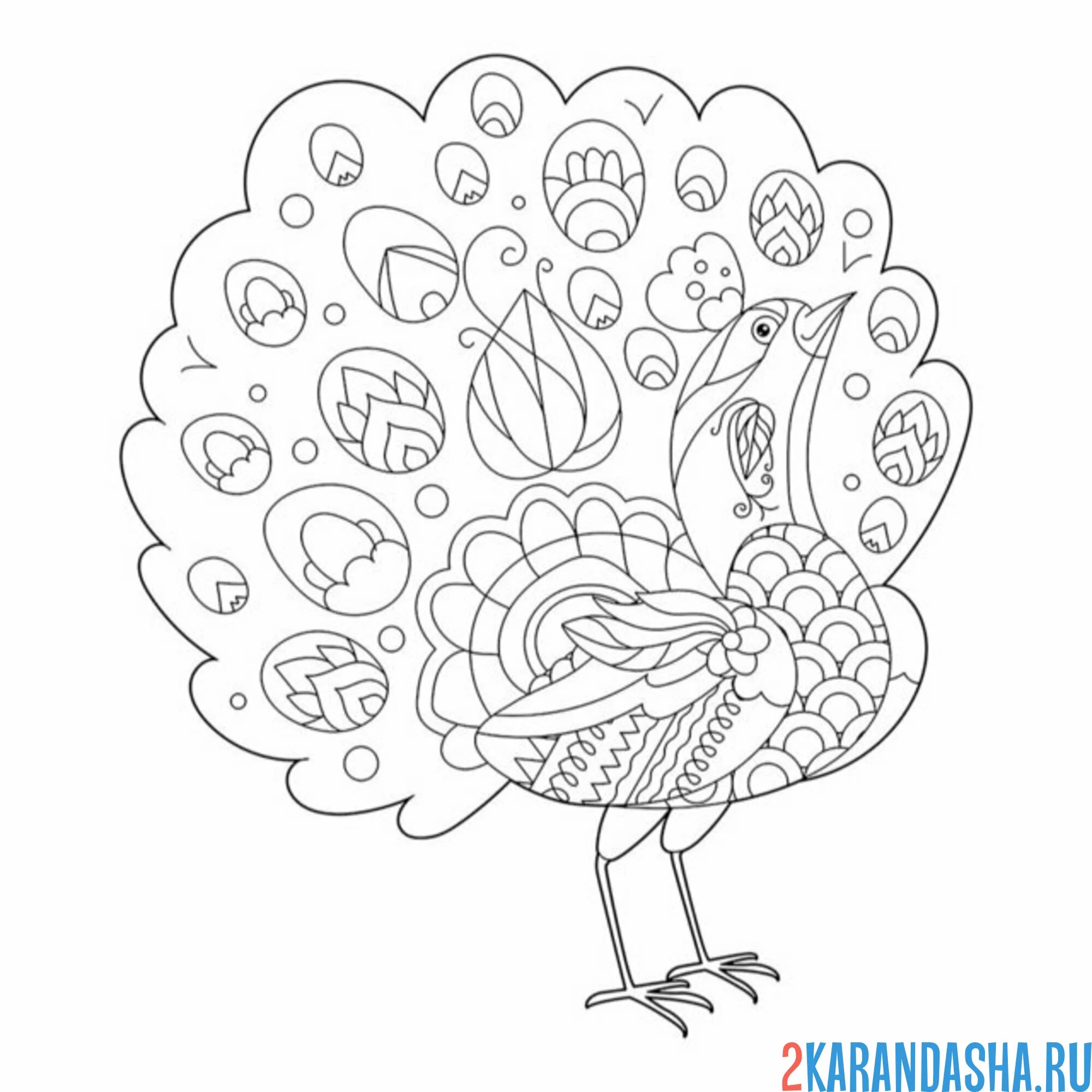 Раскраска необычный хвост павлина