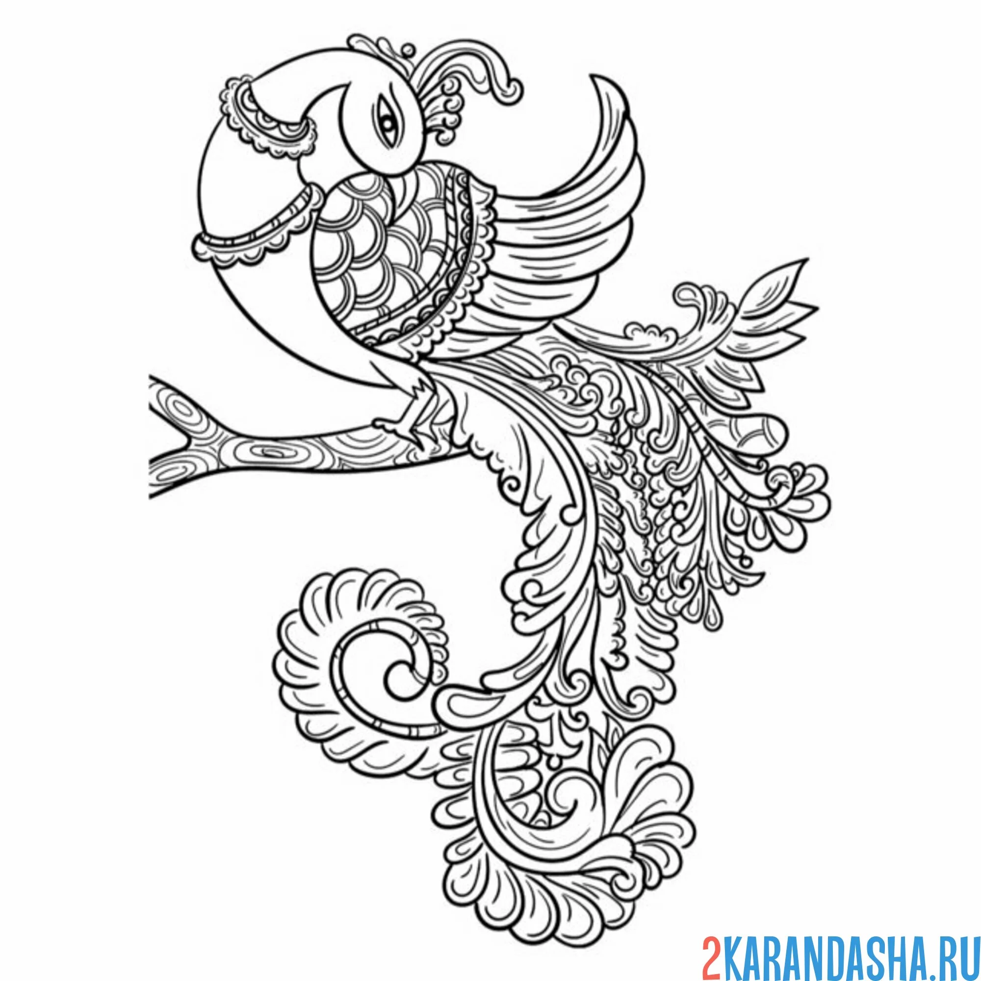 Раскраска красивый павлин на ветке