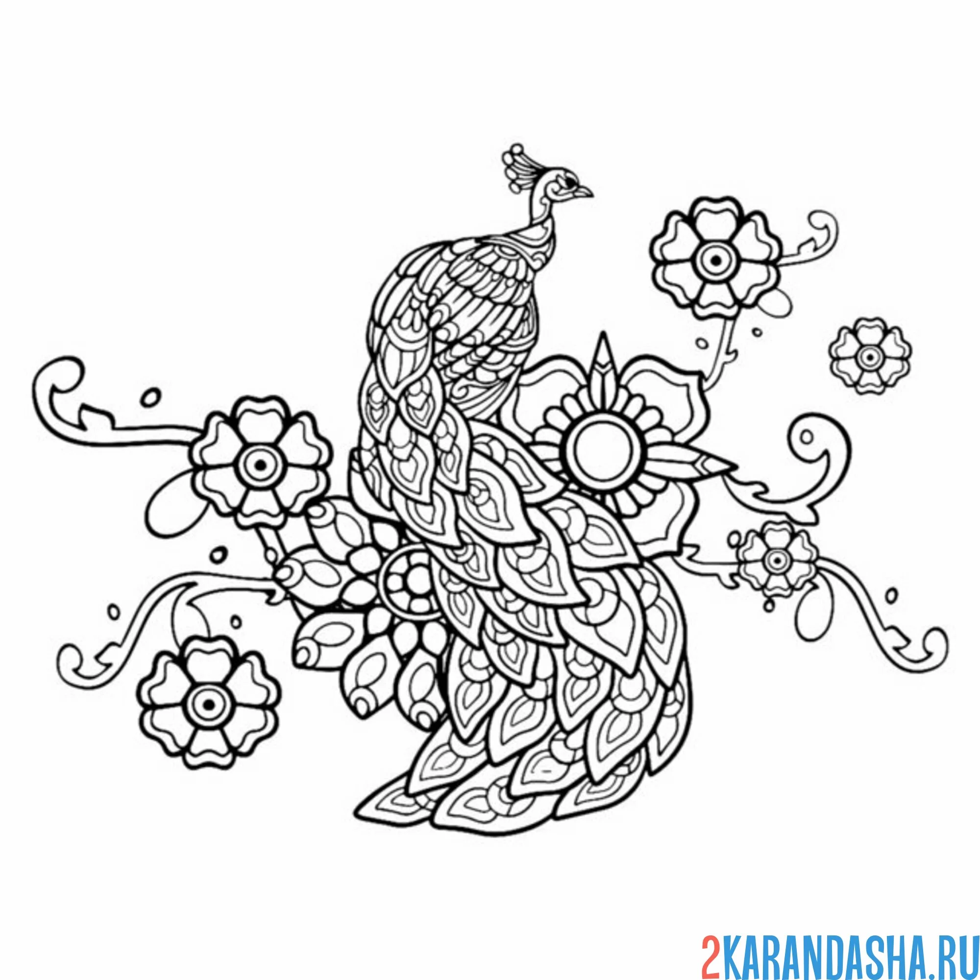 Раскраска павлин узоры