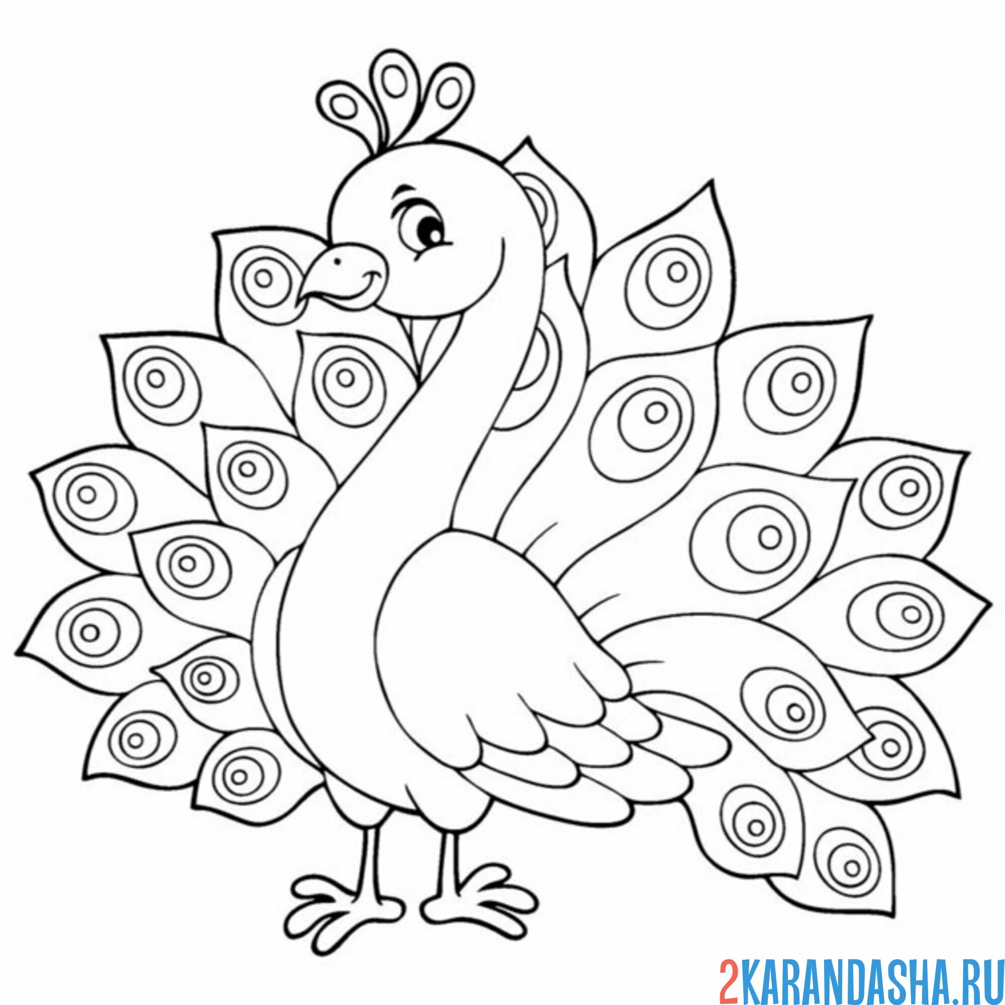 Раскраска павлин с распущенным хвостом