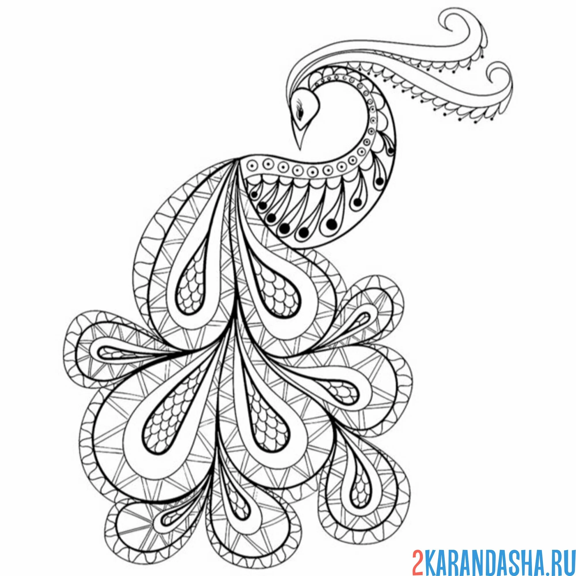 Раскраска красивый павлин антистресс