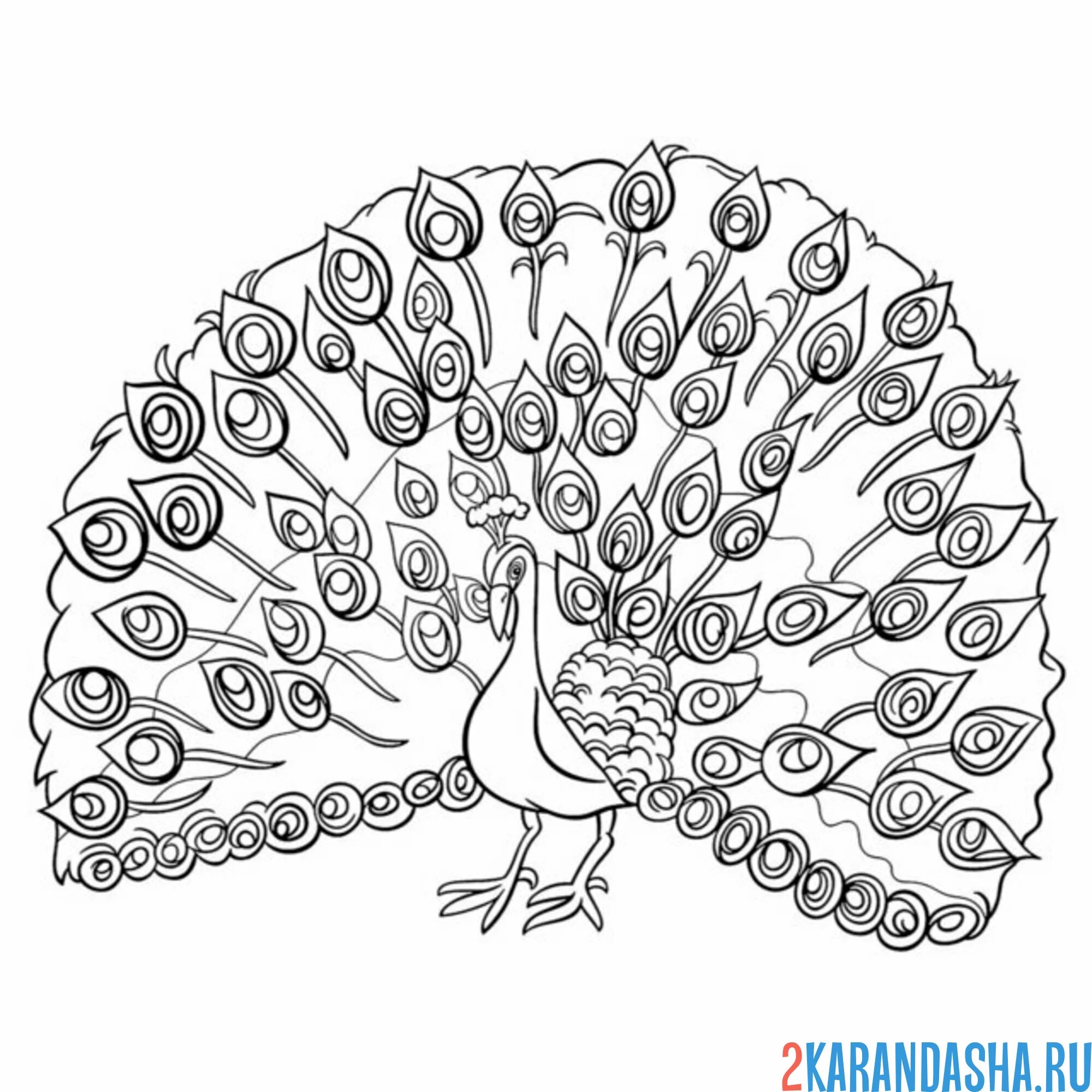 Раскраска павлин танец