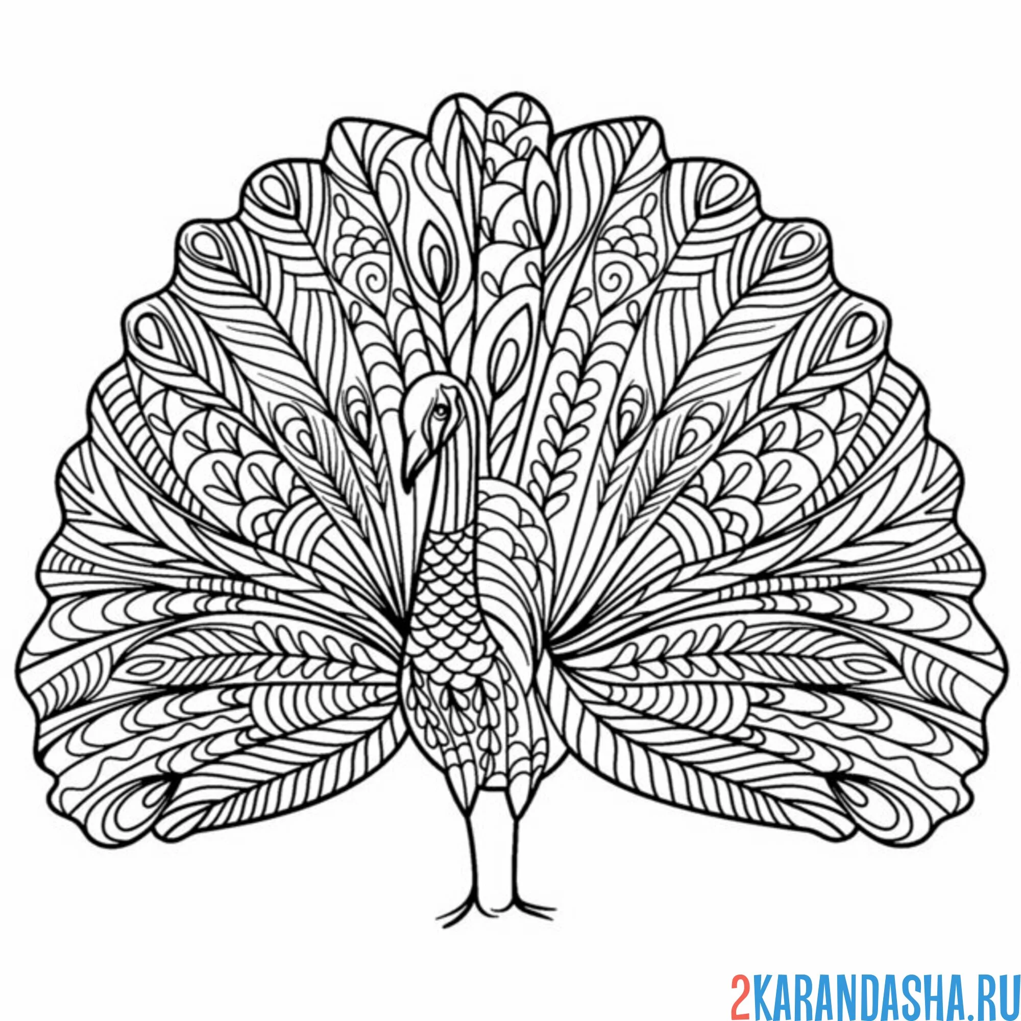Раскраска самец павлин распустил хвост