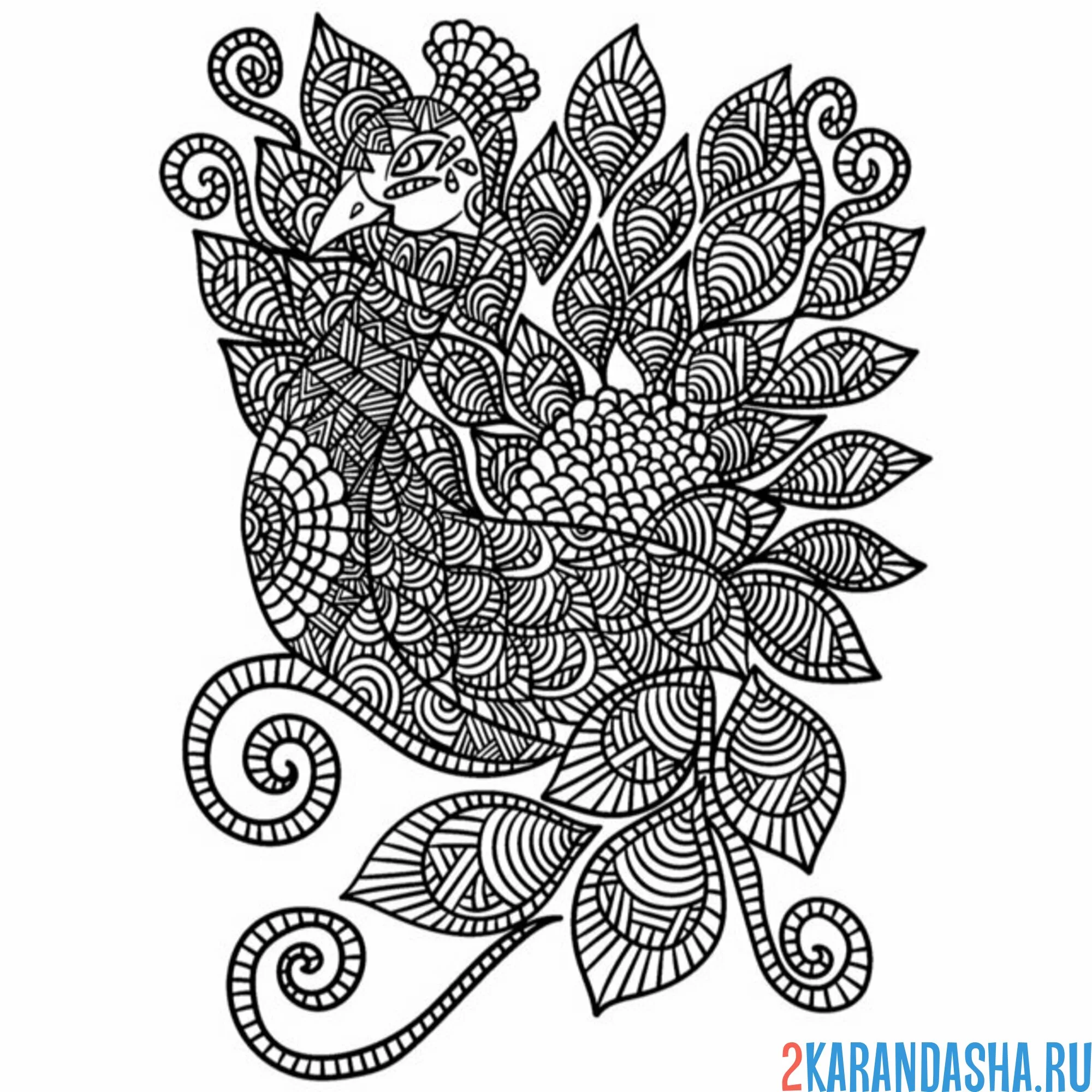 Раскраска мелкий рисунок антистресс павлин
