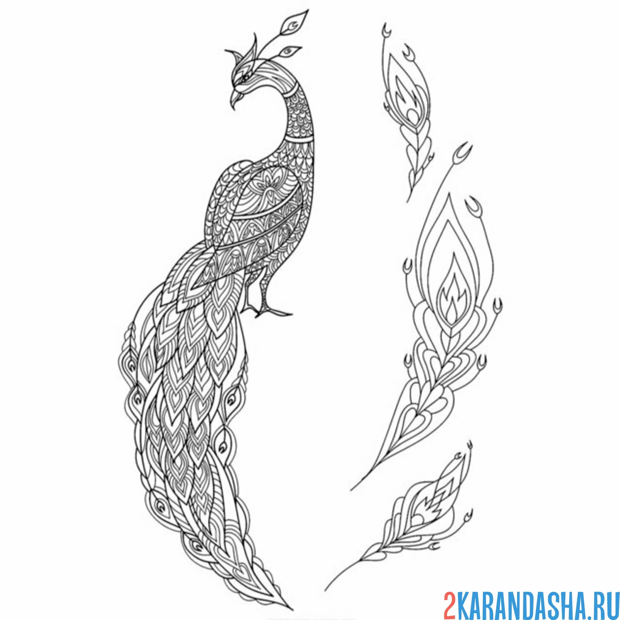 Раскраска перья павлина и хвост