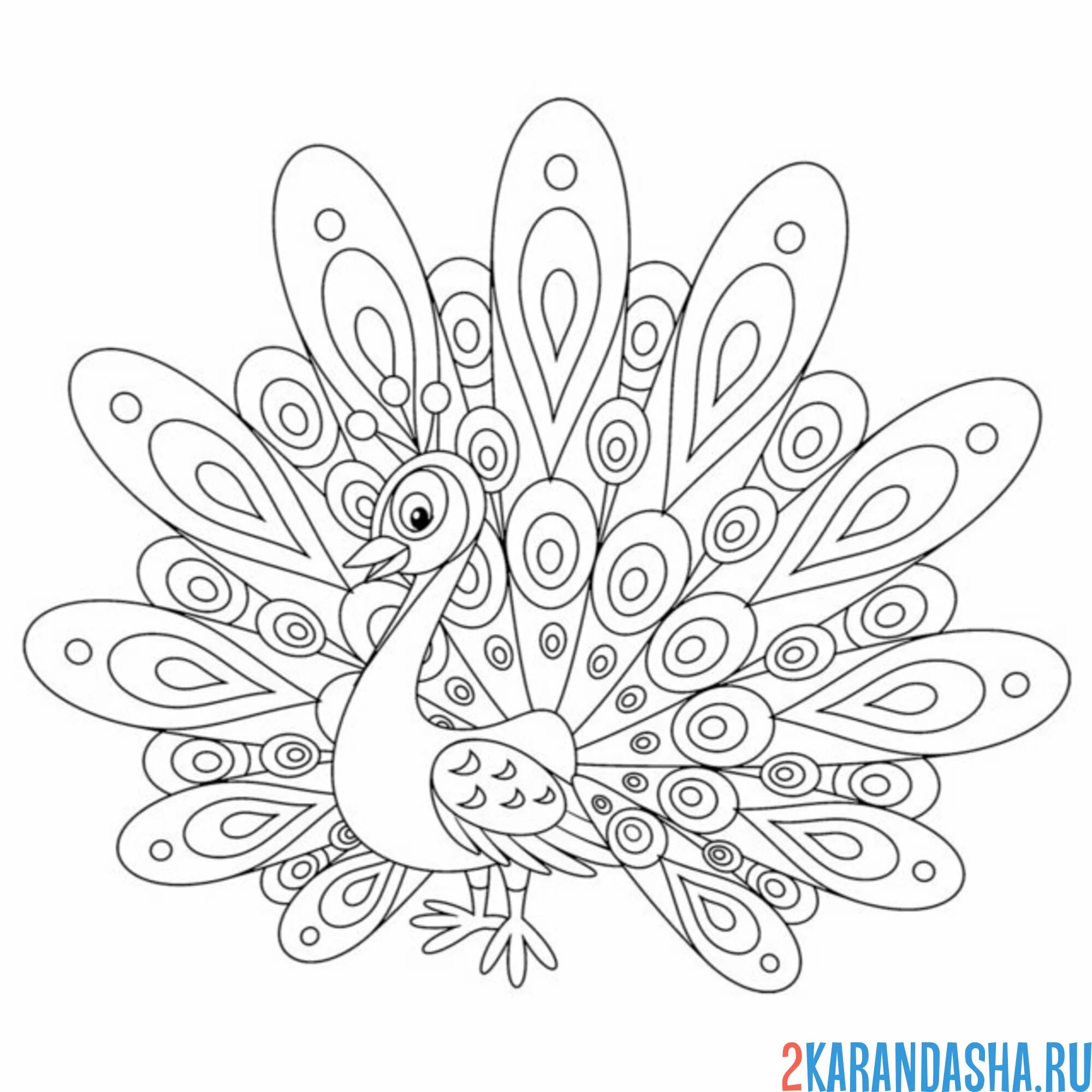 Раскраска павлин птица хвост