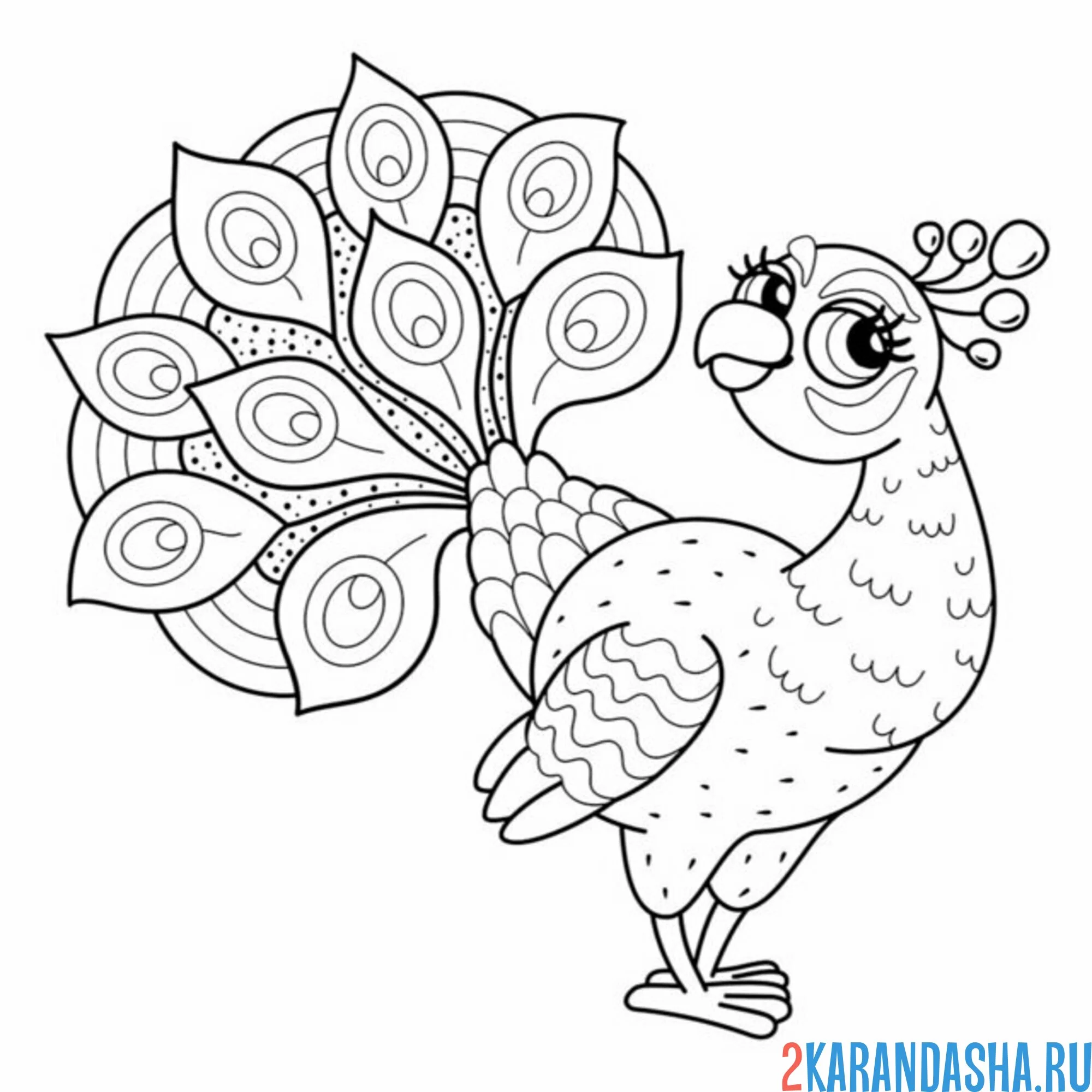 Раскраска павлин деловой