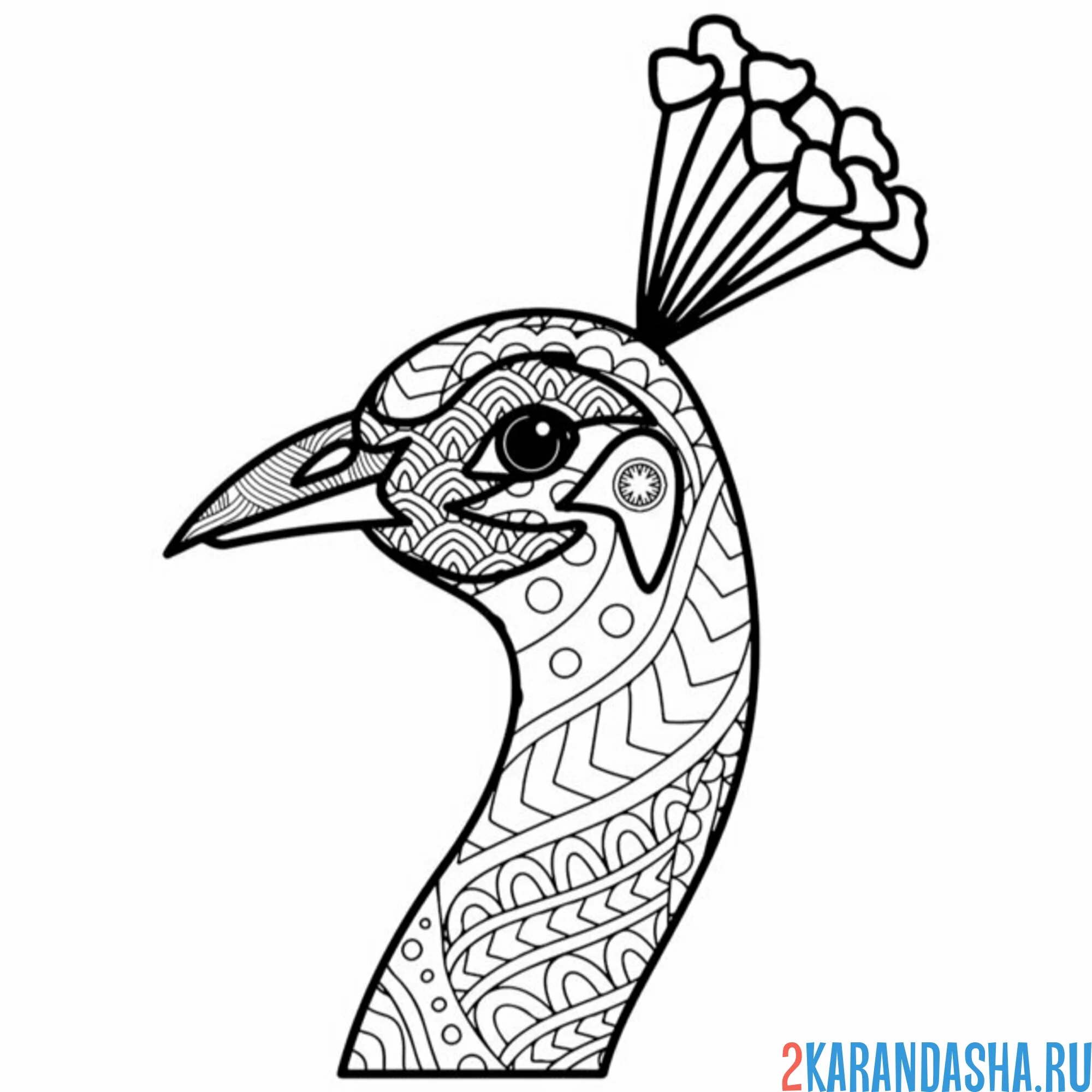 Раскраска голова павлина