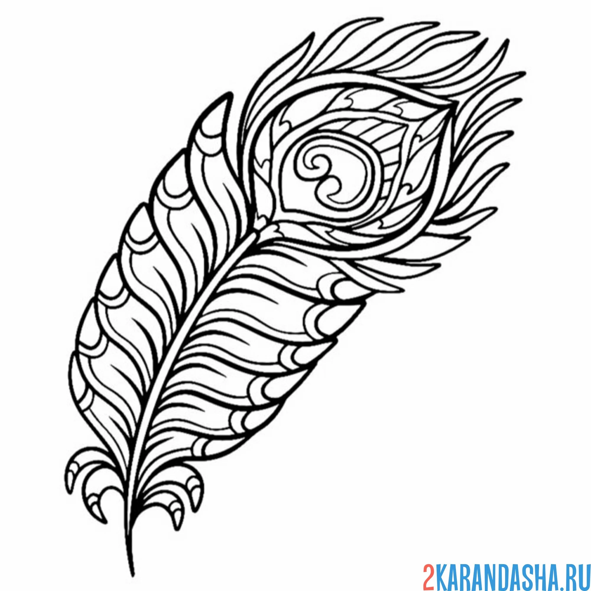Раскраска павлинье перо