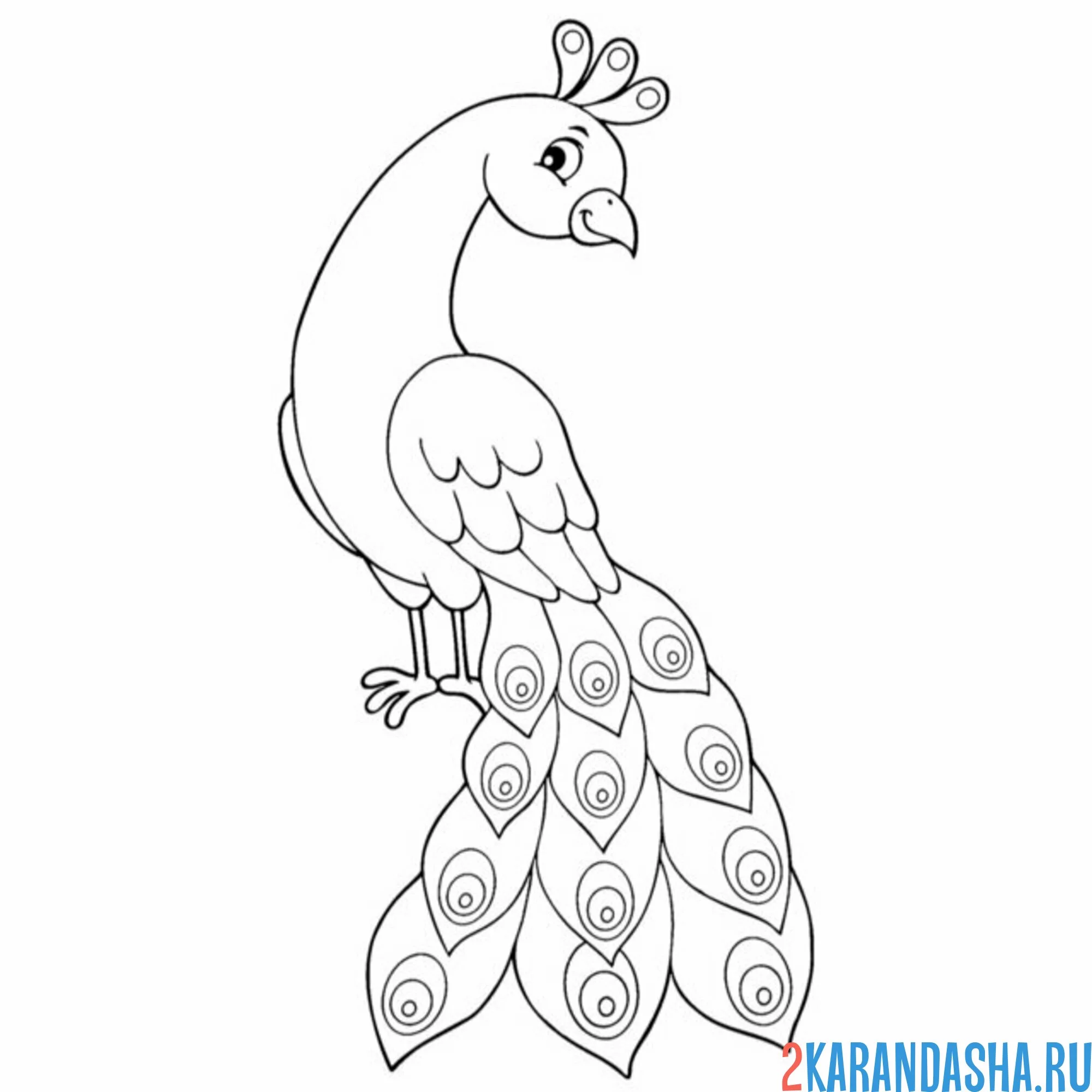 Раскраска павлин красавчик
