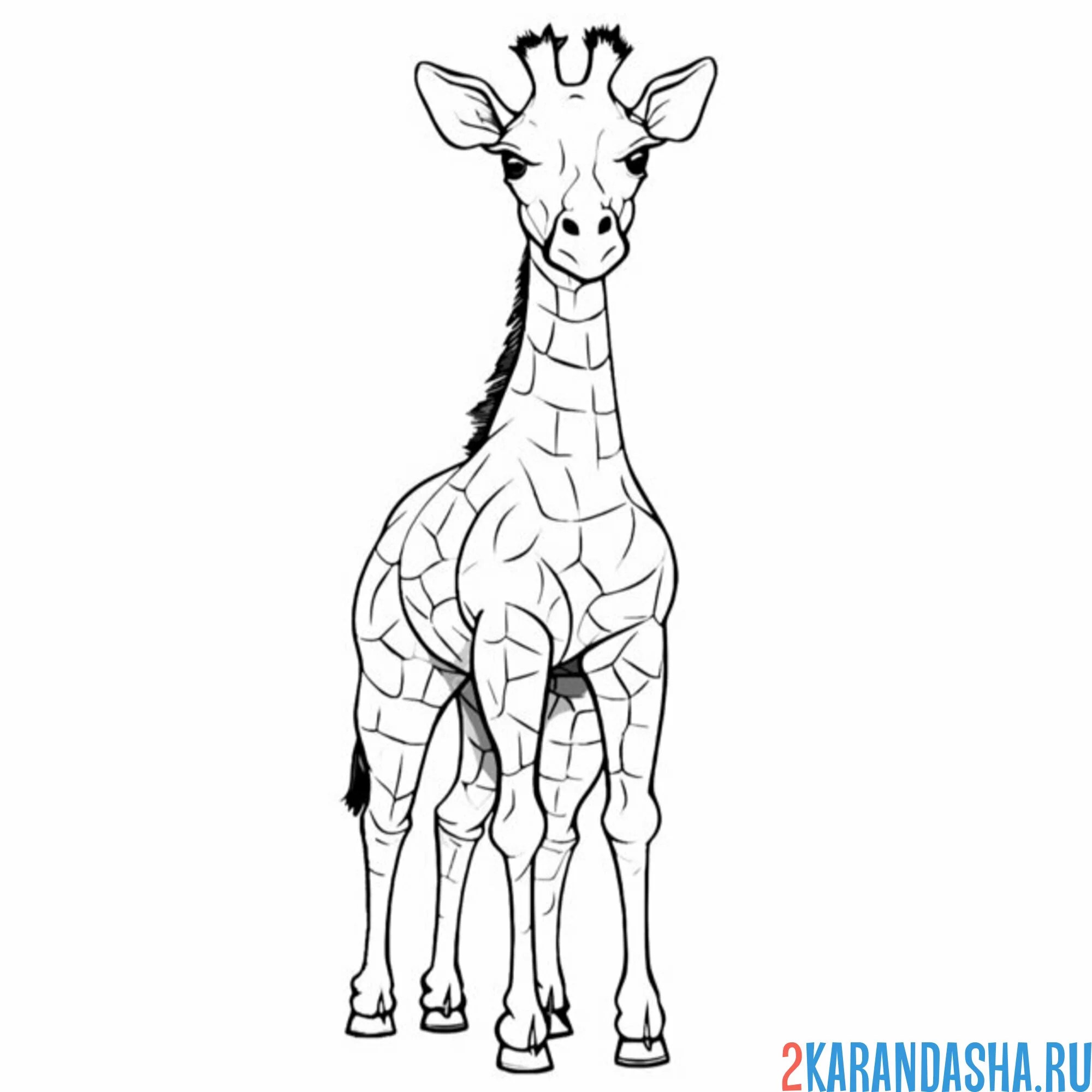 Раскраска жираф настоящий