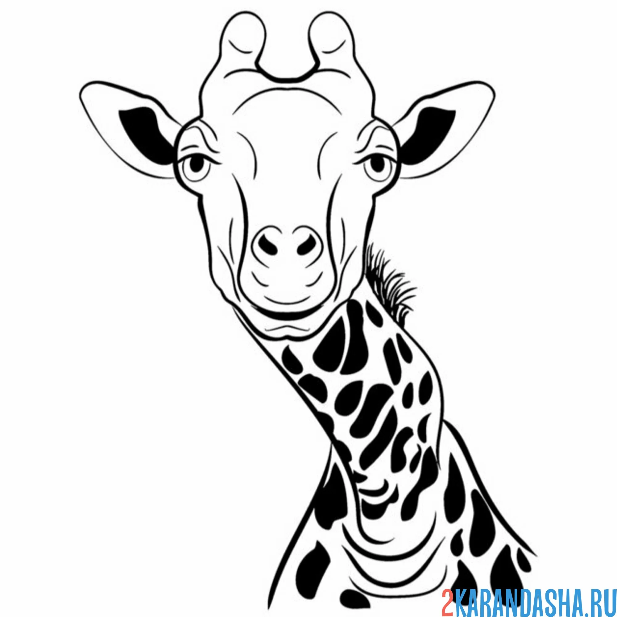 Раскраска голова настоящего жирафа