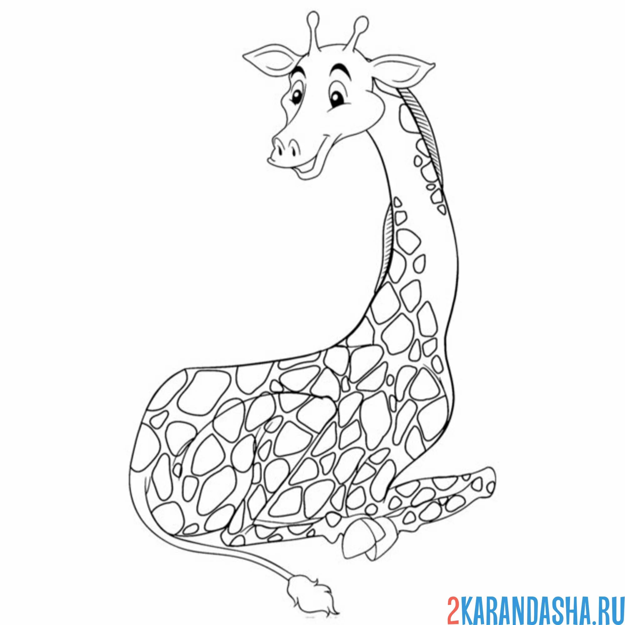 Раскраска жираф лежит