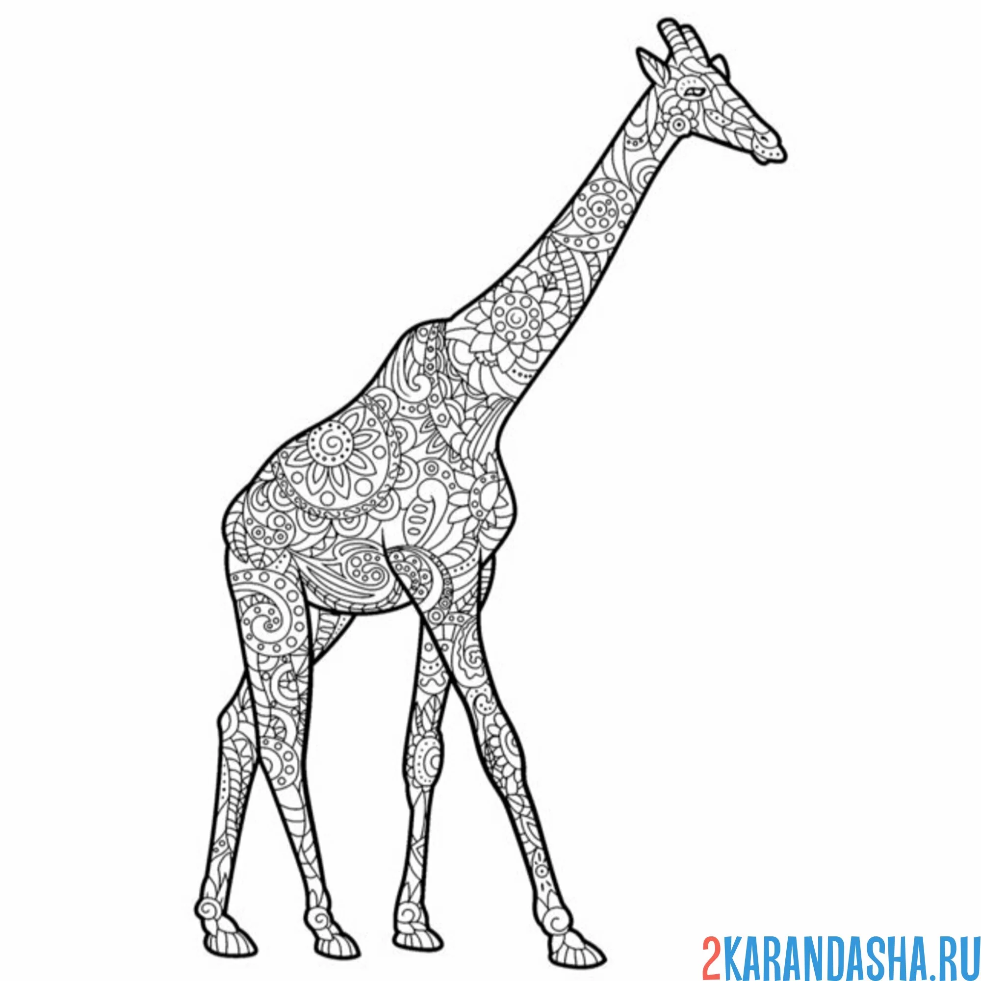 Раскраска антистресс весь жираф