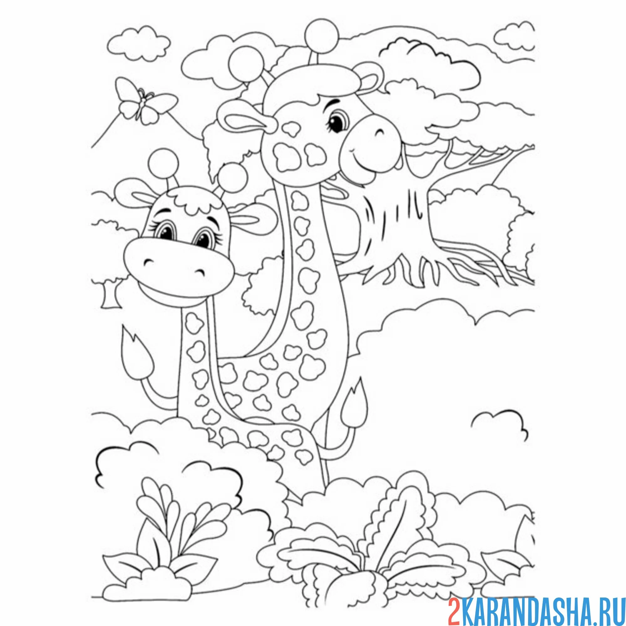 Раскраска два жирафа