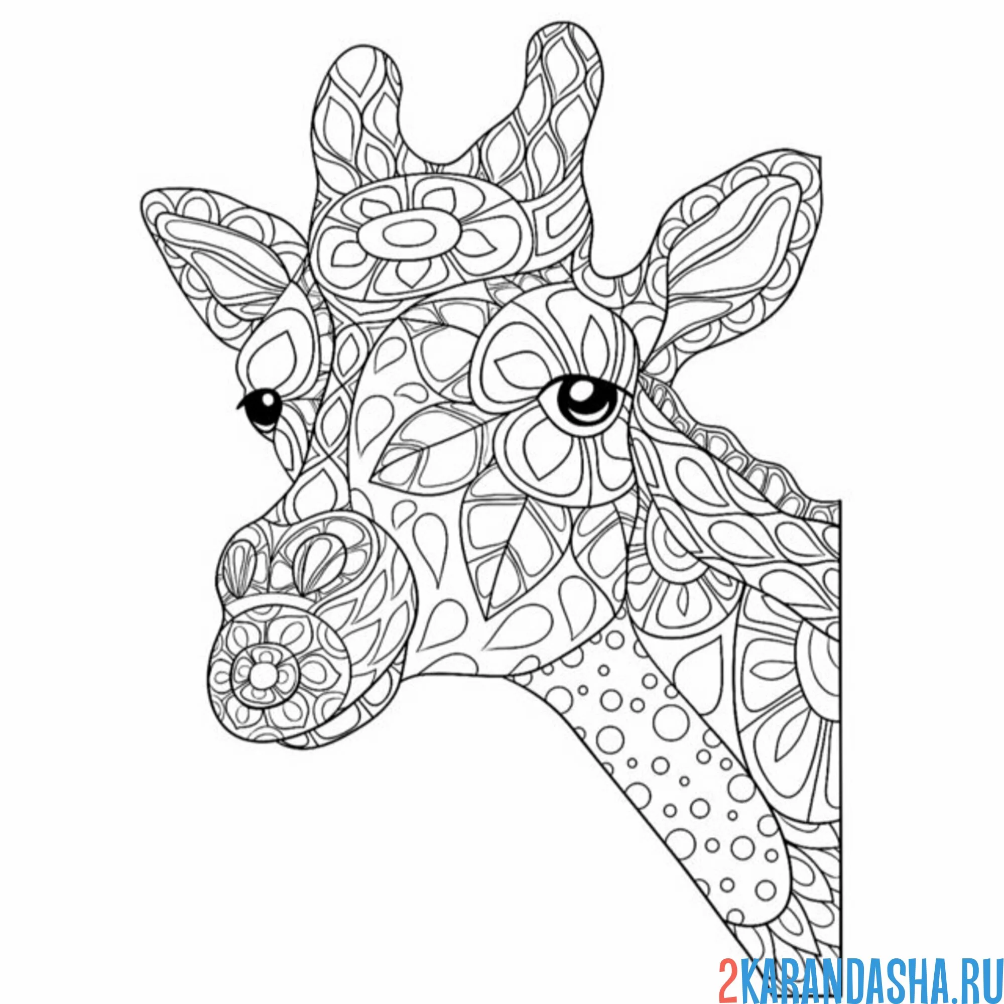 Раскраска ушки жирафа