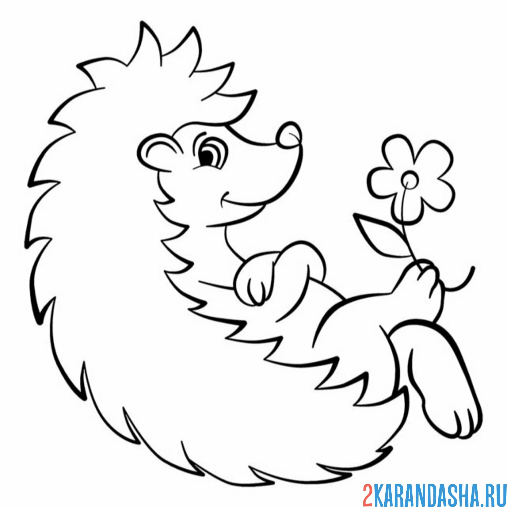 Раскраска ежик держит ромашку