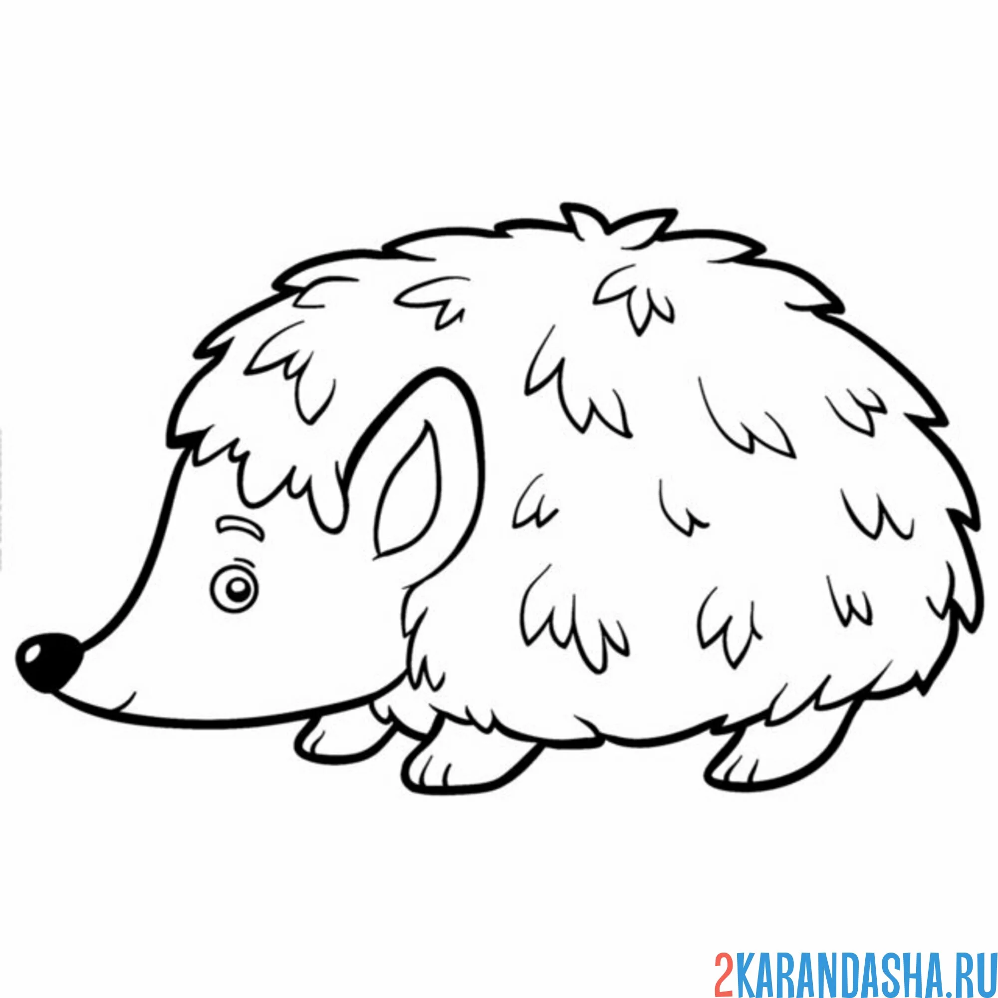 Раскраска ушастый еж