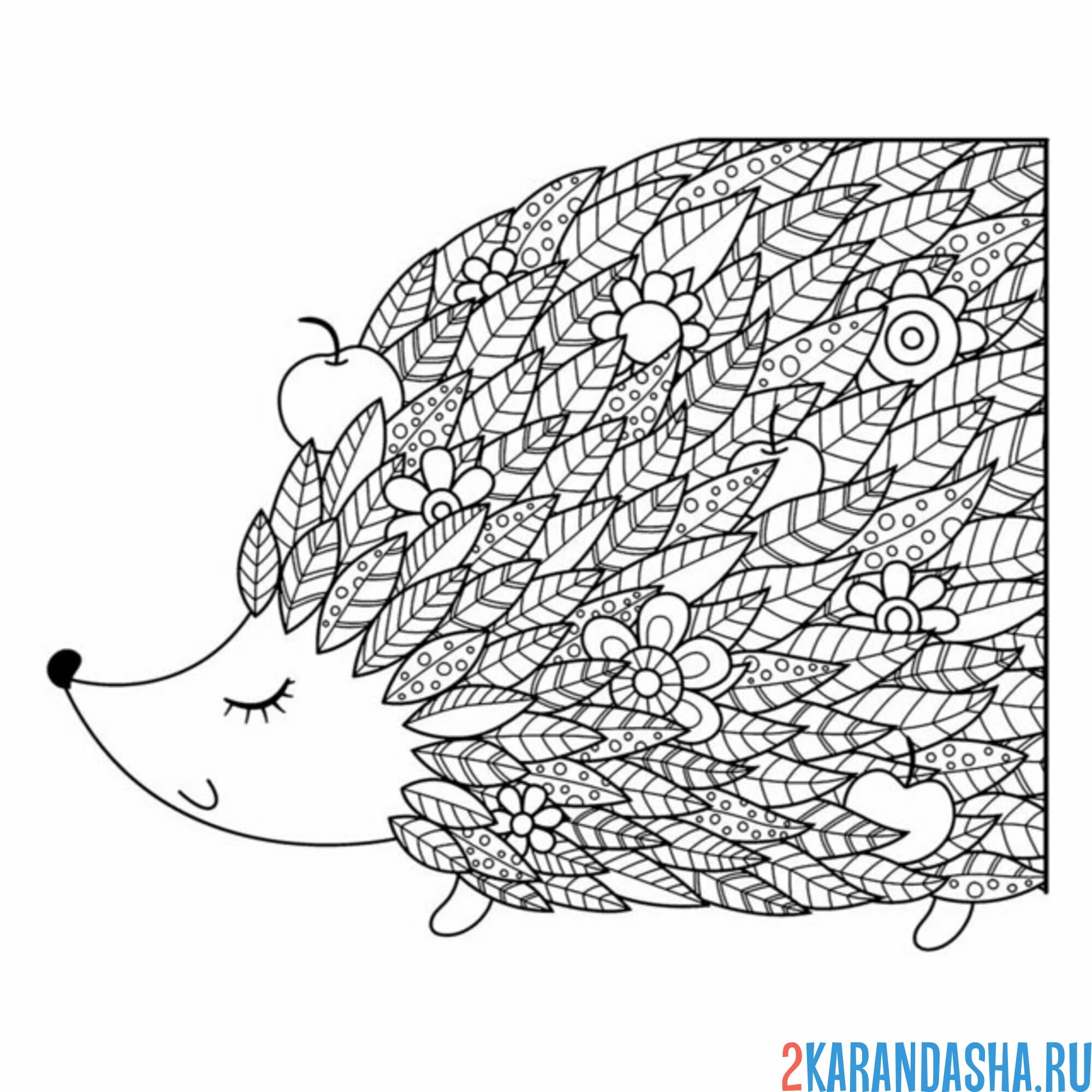 Раскраска ежик закрыл глазки