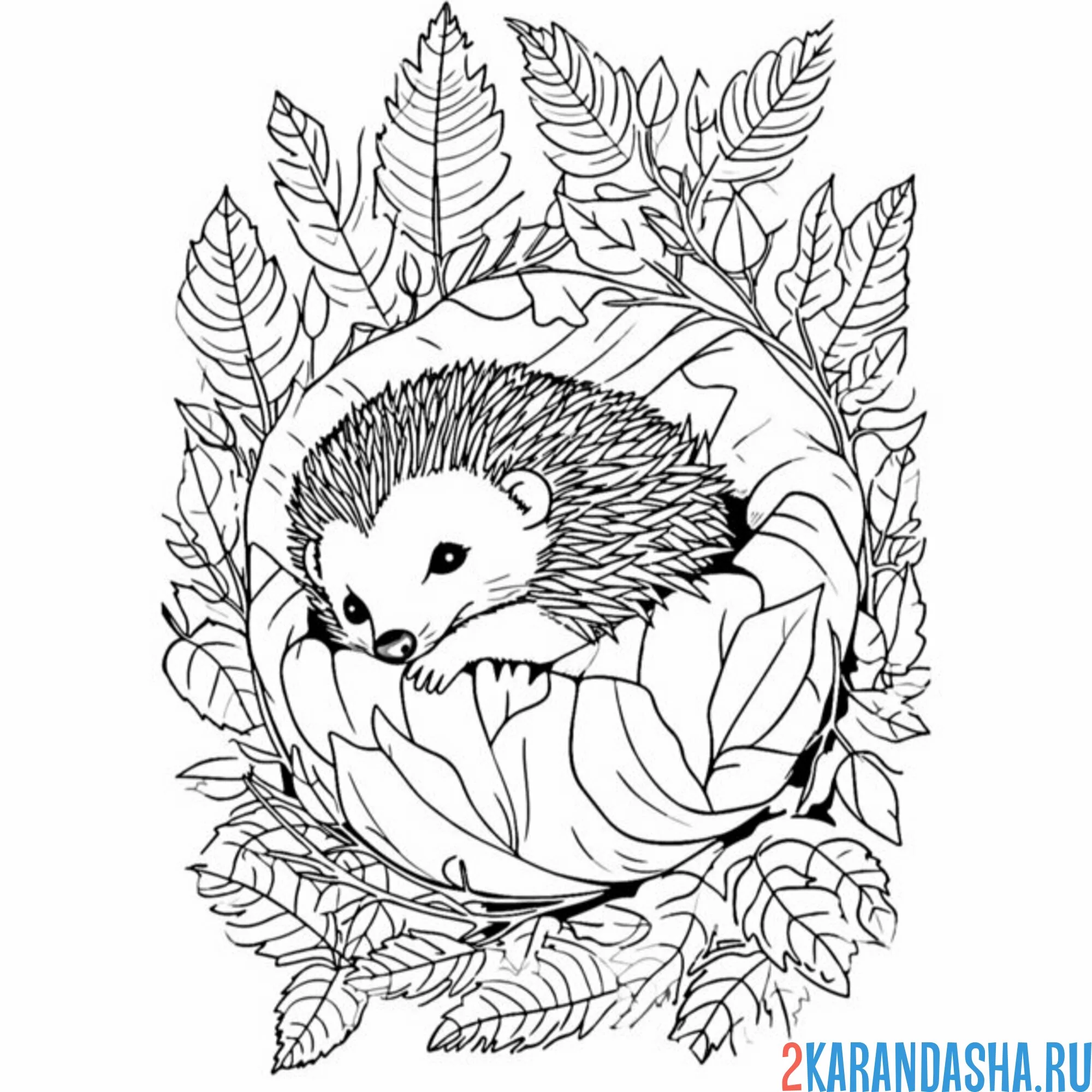 Раскраска ежик свернулся клубочком