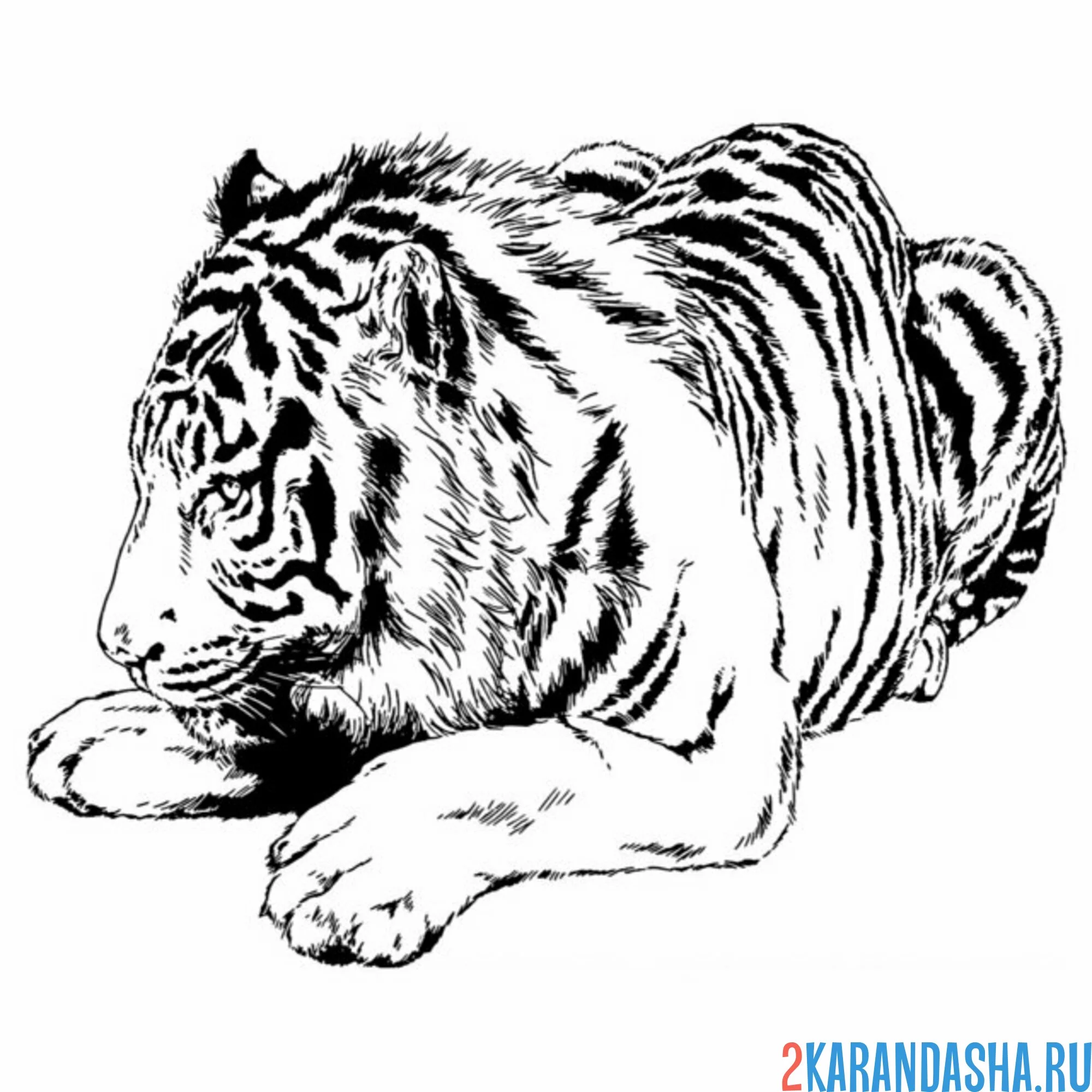 Раскраска тигр настоящий спит