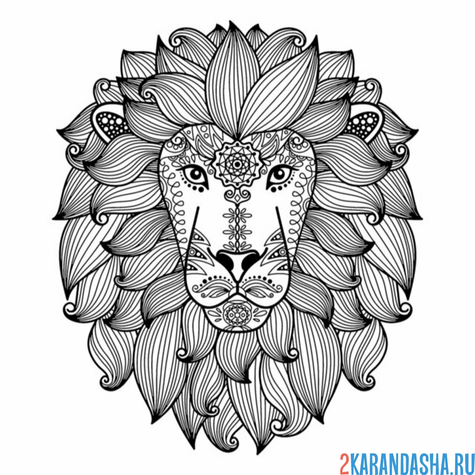 Раскраска антистресс львиная голова