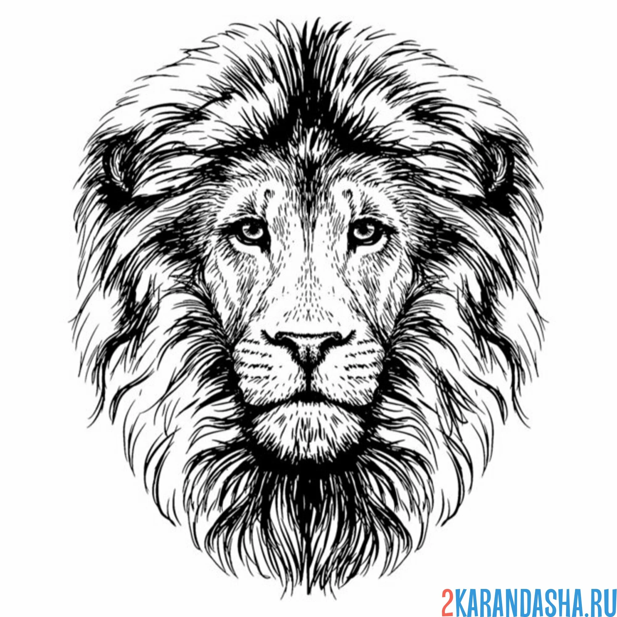 Раскраска шикарная грива льва