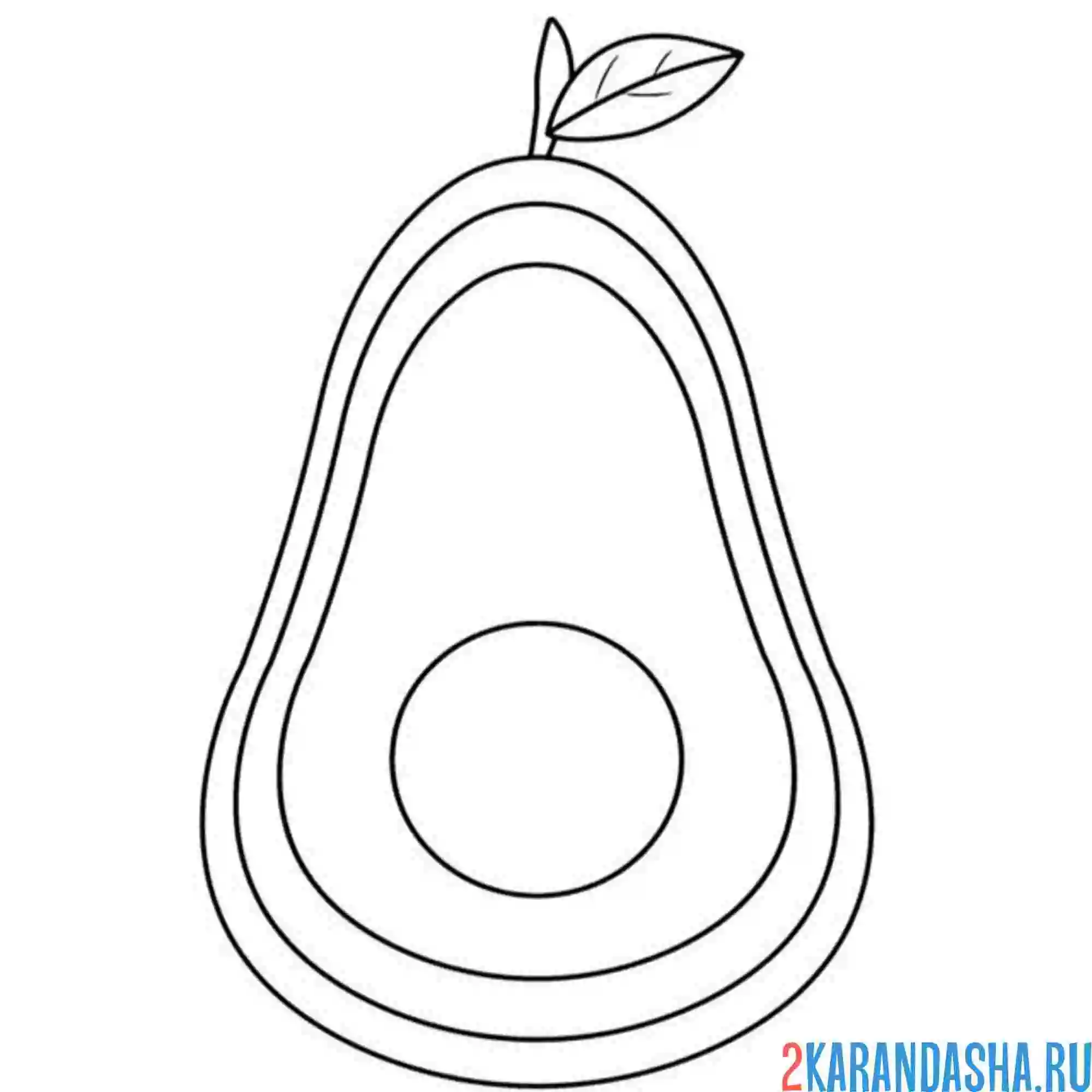 Раскраска авокадо в разрезе