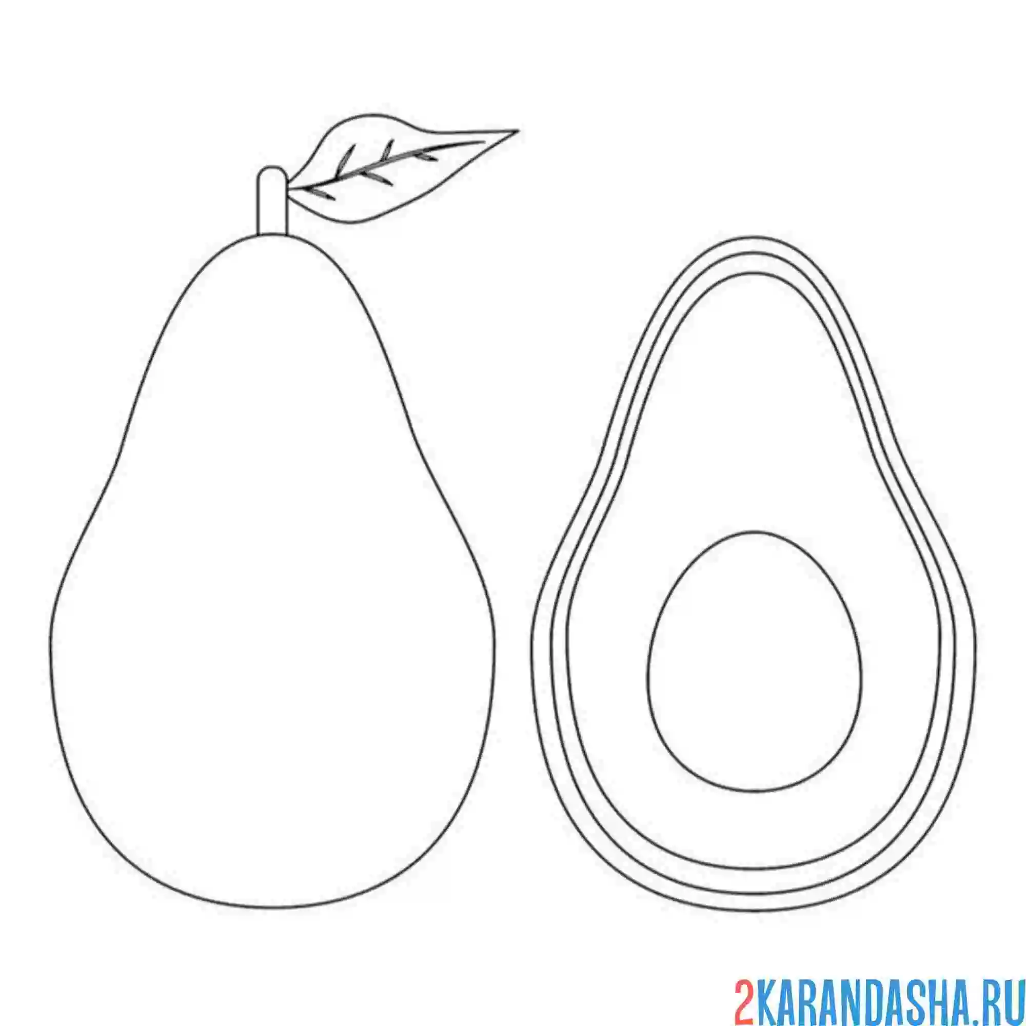 Раскраска авокадо вид в разрезе