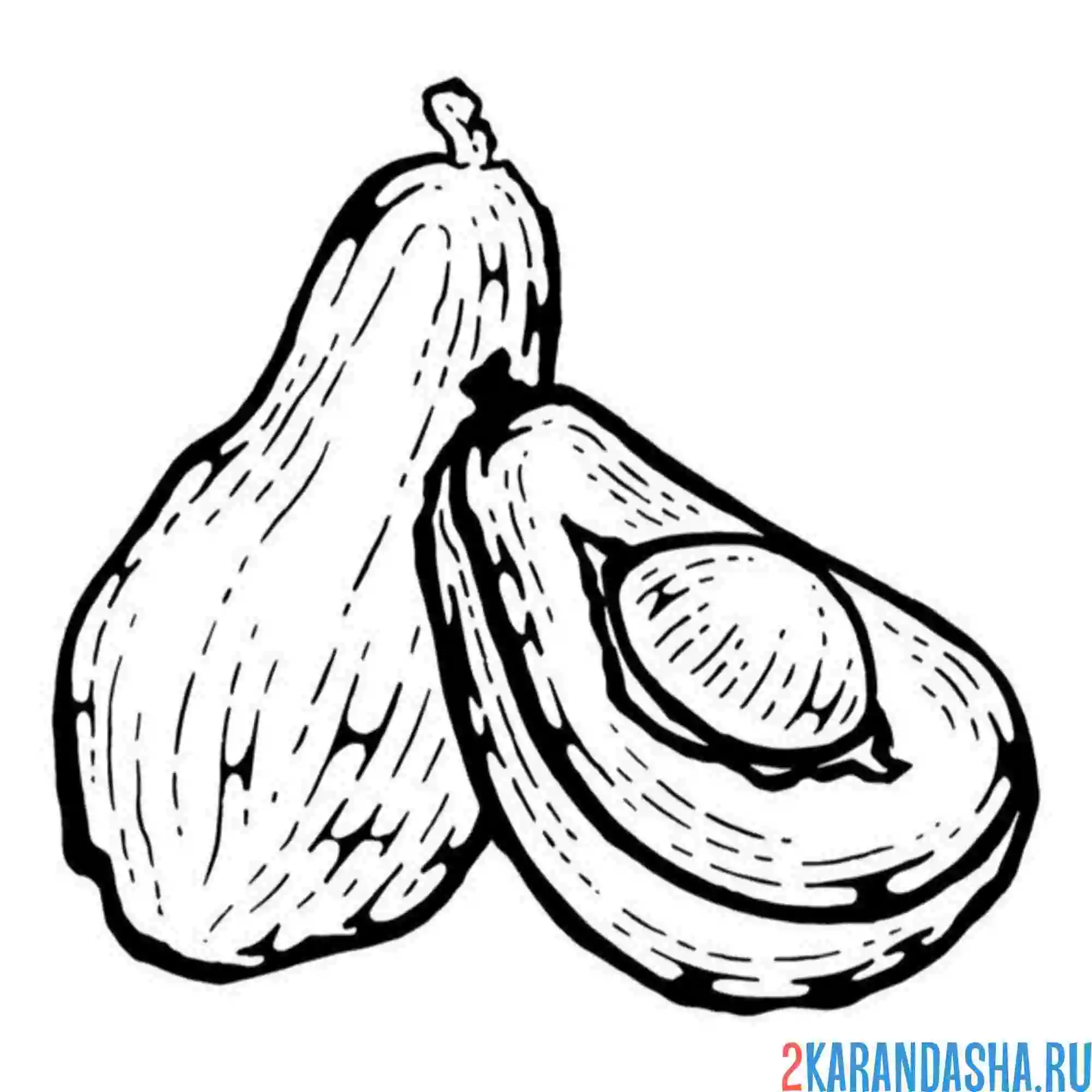 Раскраска авокадо целый фрукт