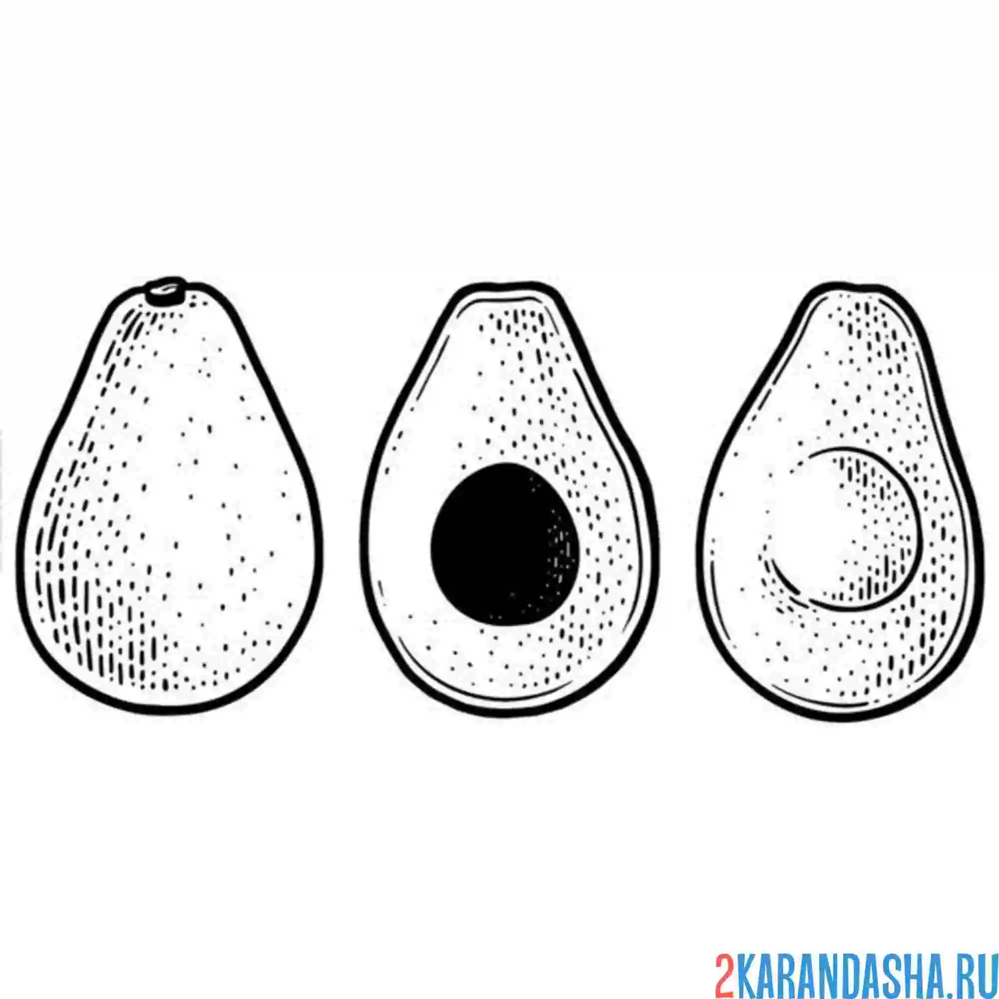 Раскраска авокадо разные ракурсы