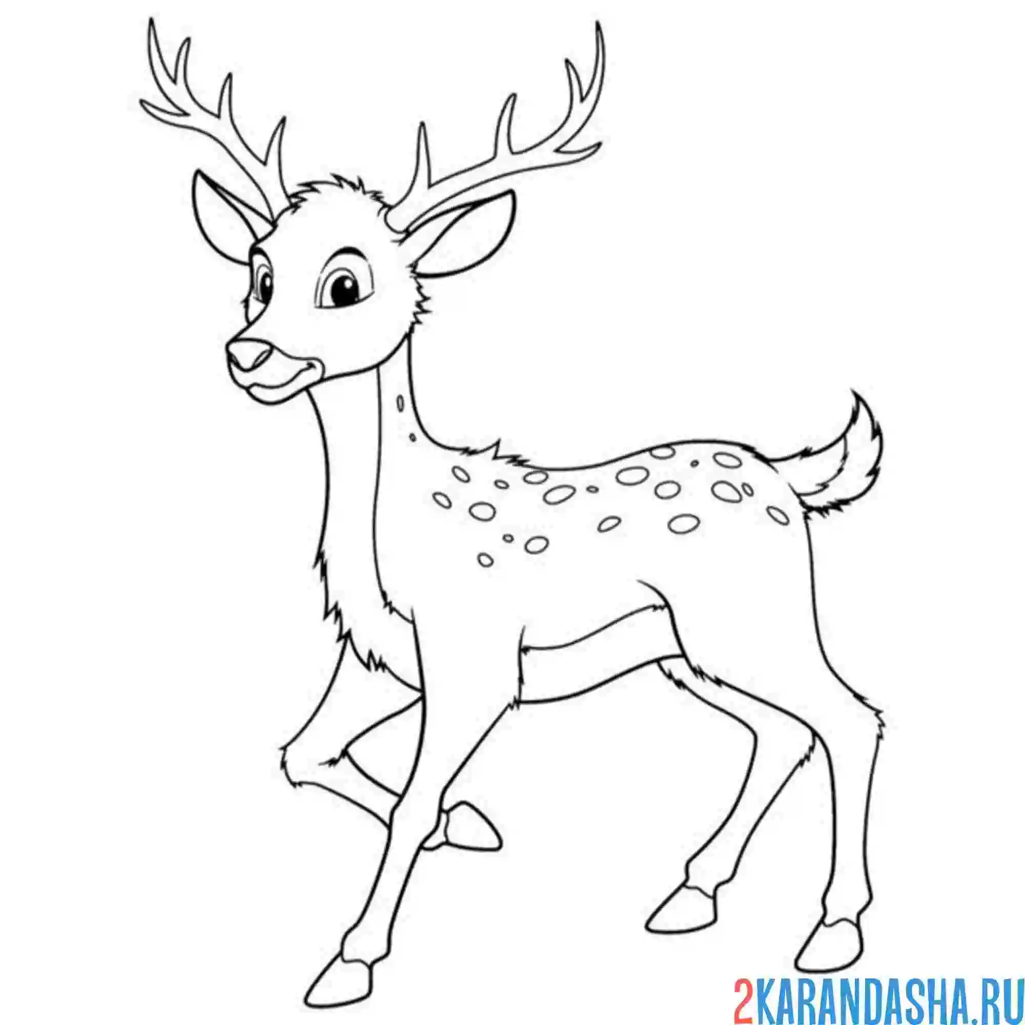 Раскраска красивый статный олень