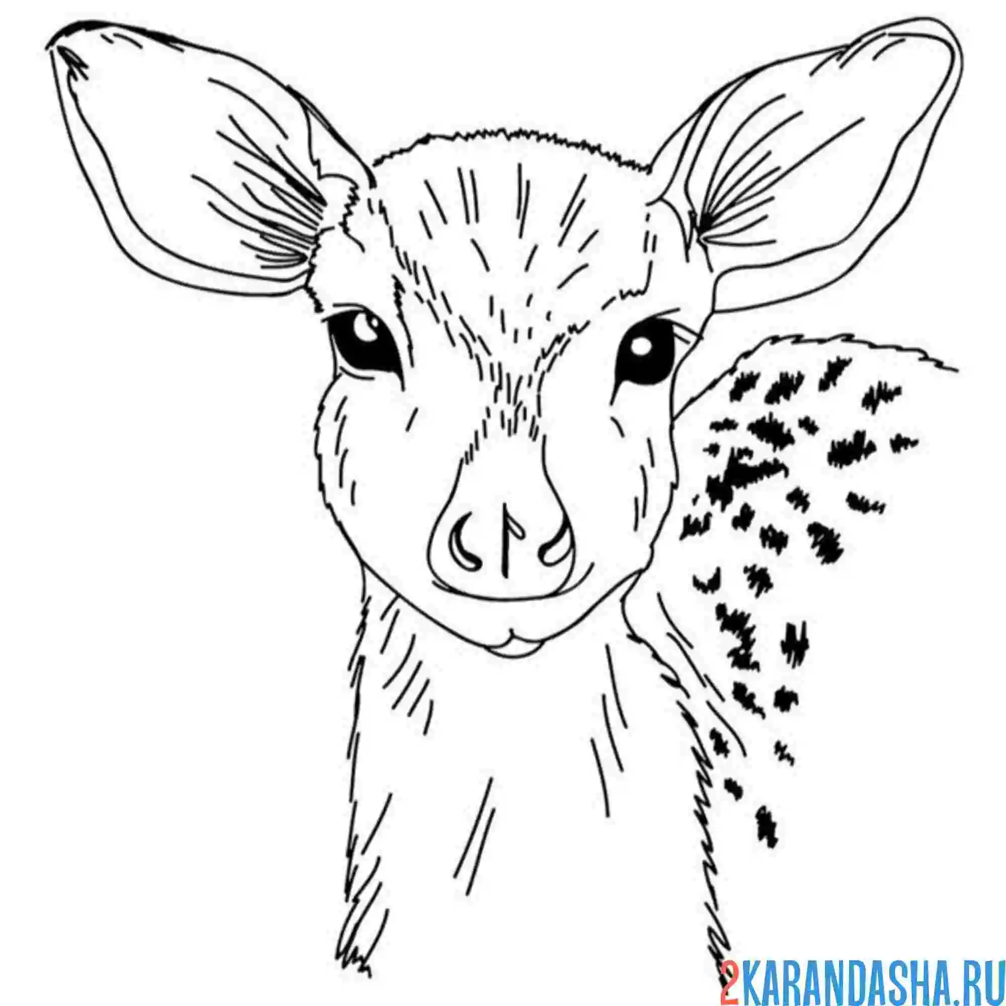 Раскраска олень без рожек