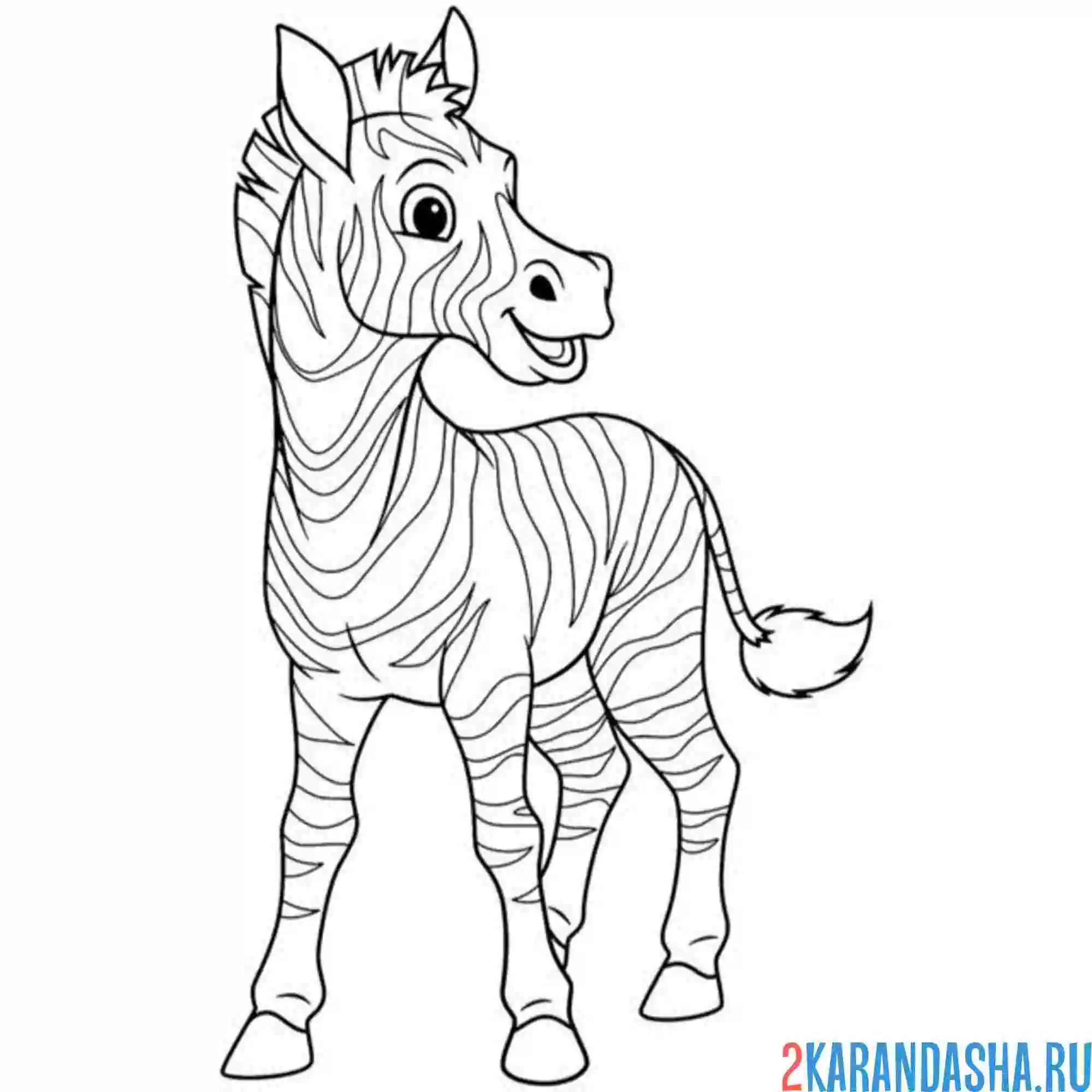 Раскраска зебра