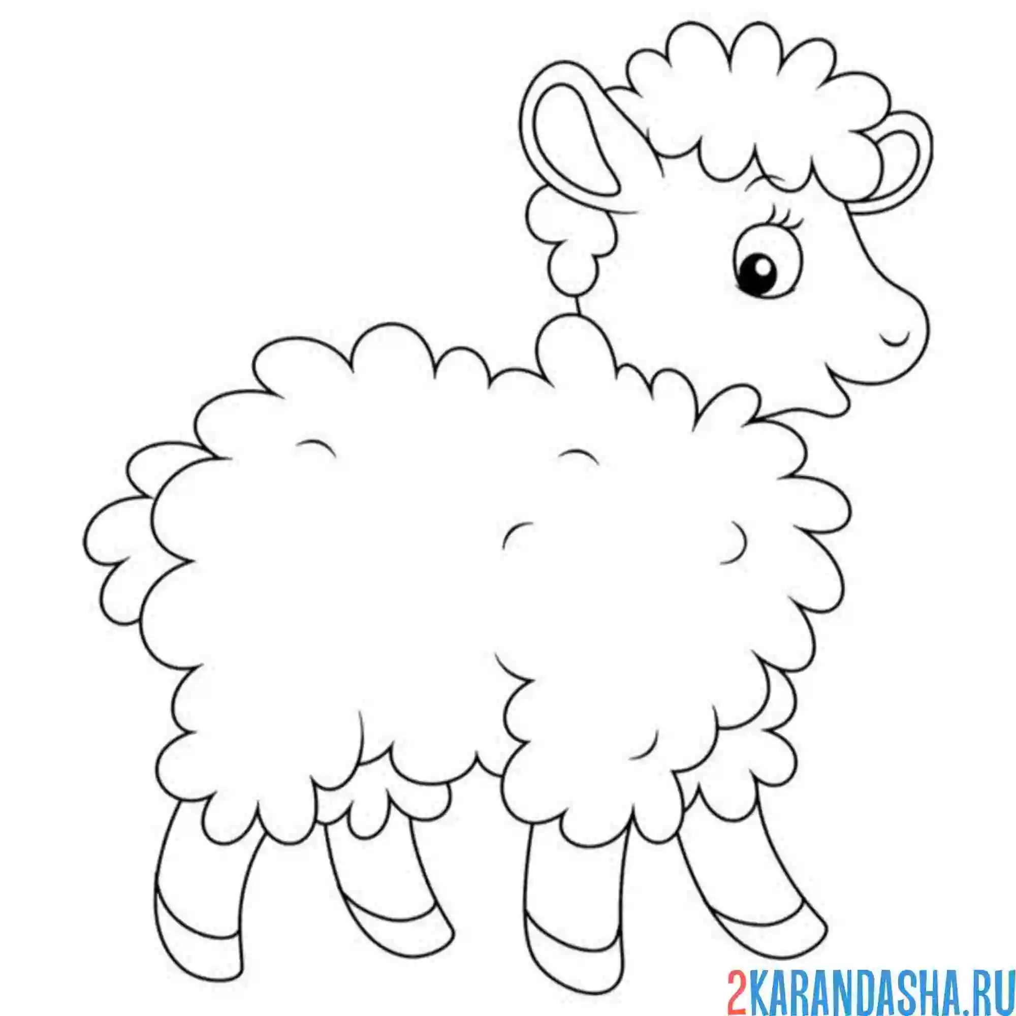 Раскраска пушистый барашек