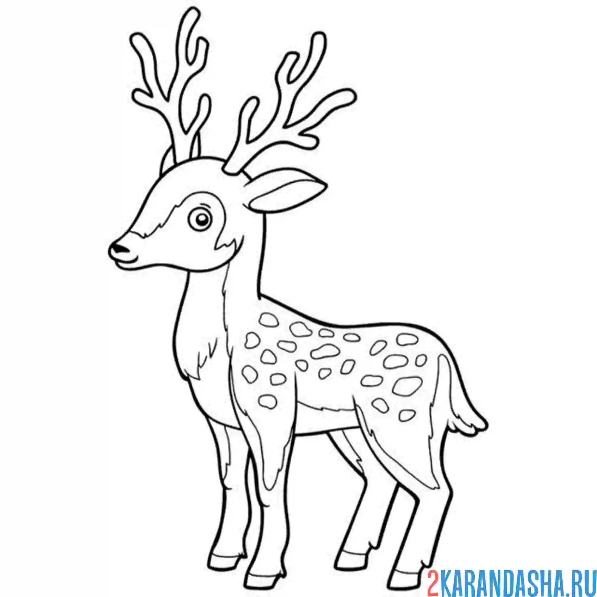 Раскраска олень наблюдательный