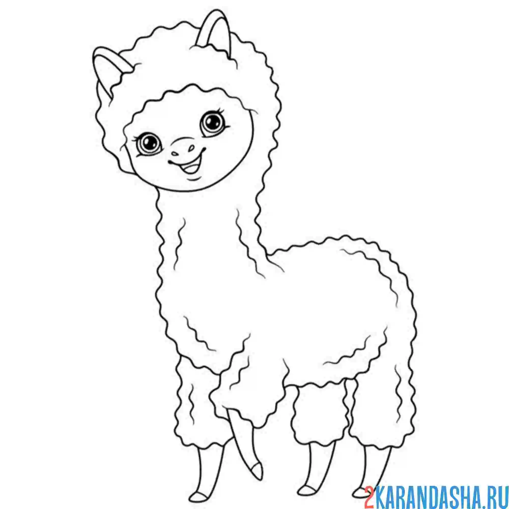Раскраска простая раскраска альпака