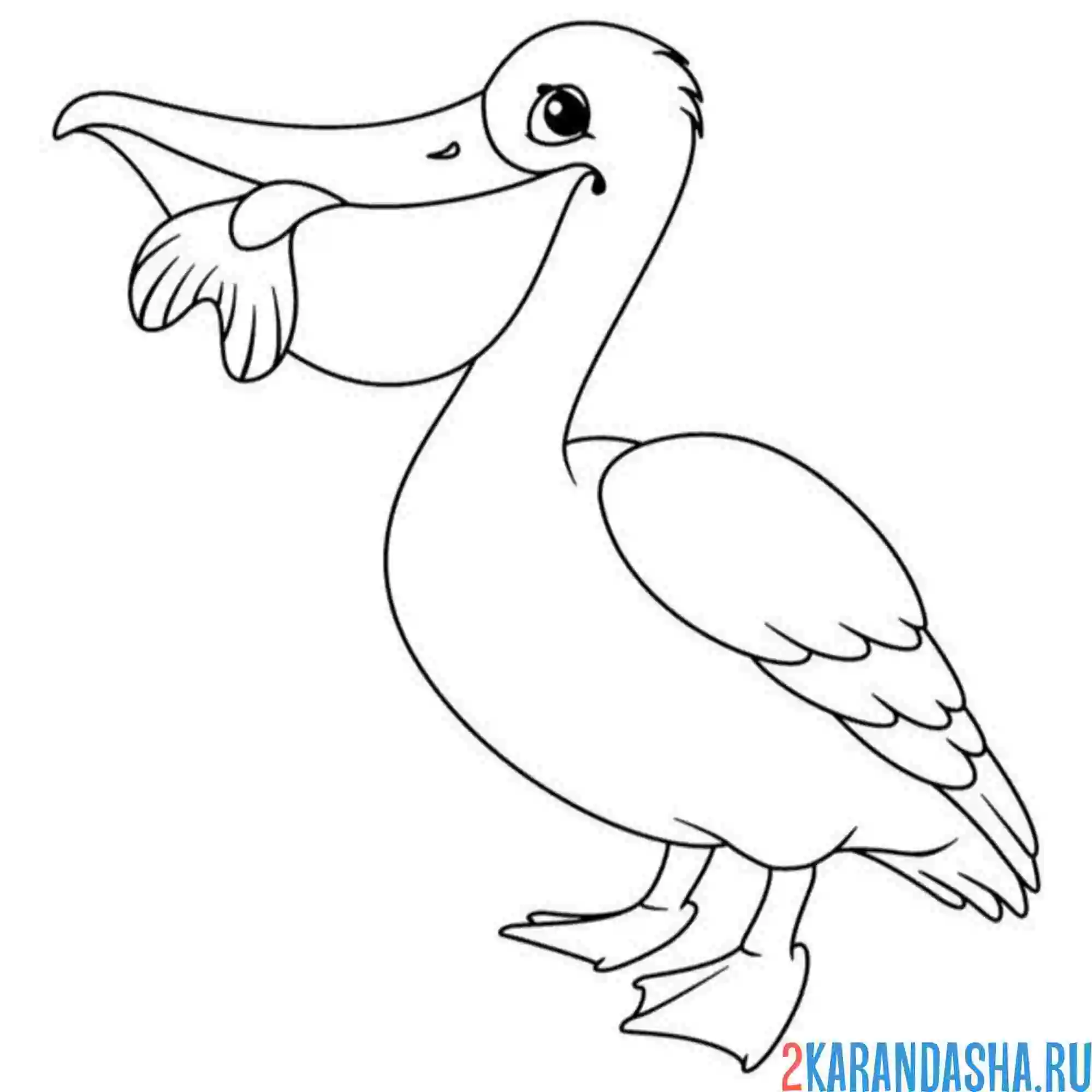 Раскраска легкая раскраска пеликан птица