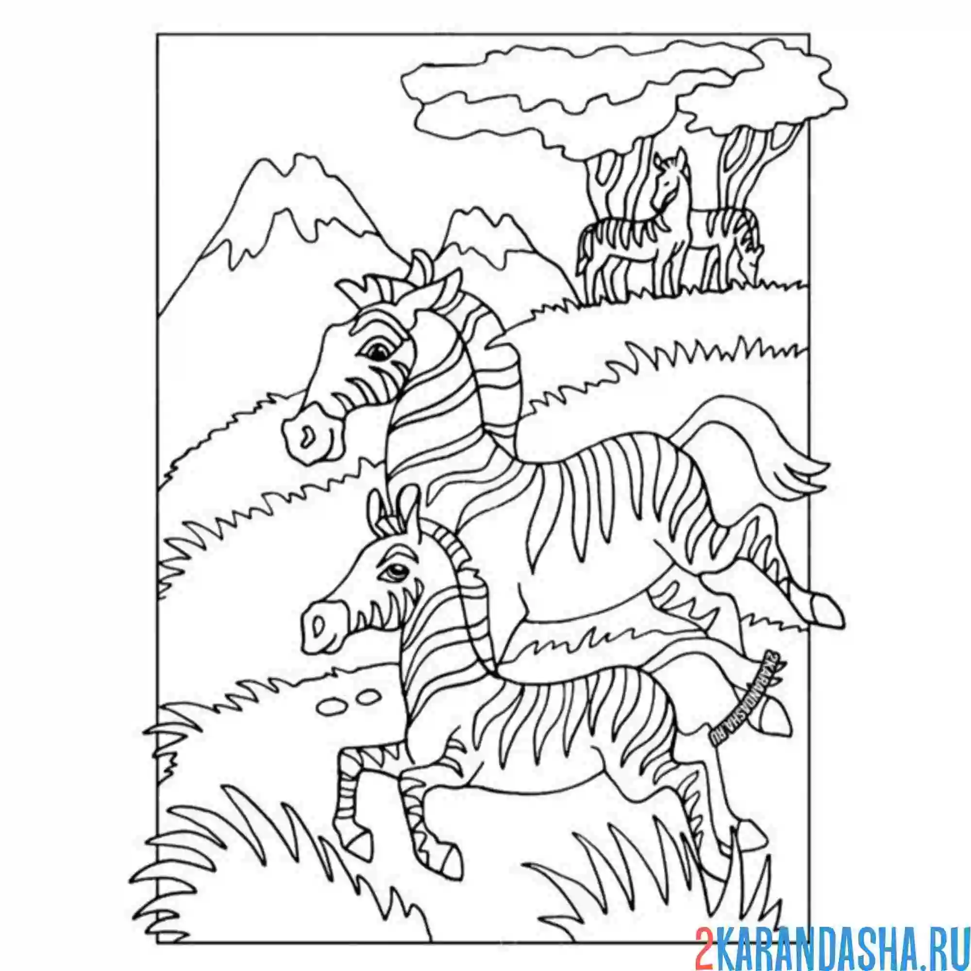 Раскраска две зебры на прогулке