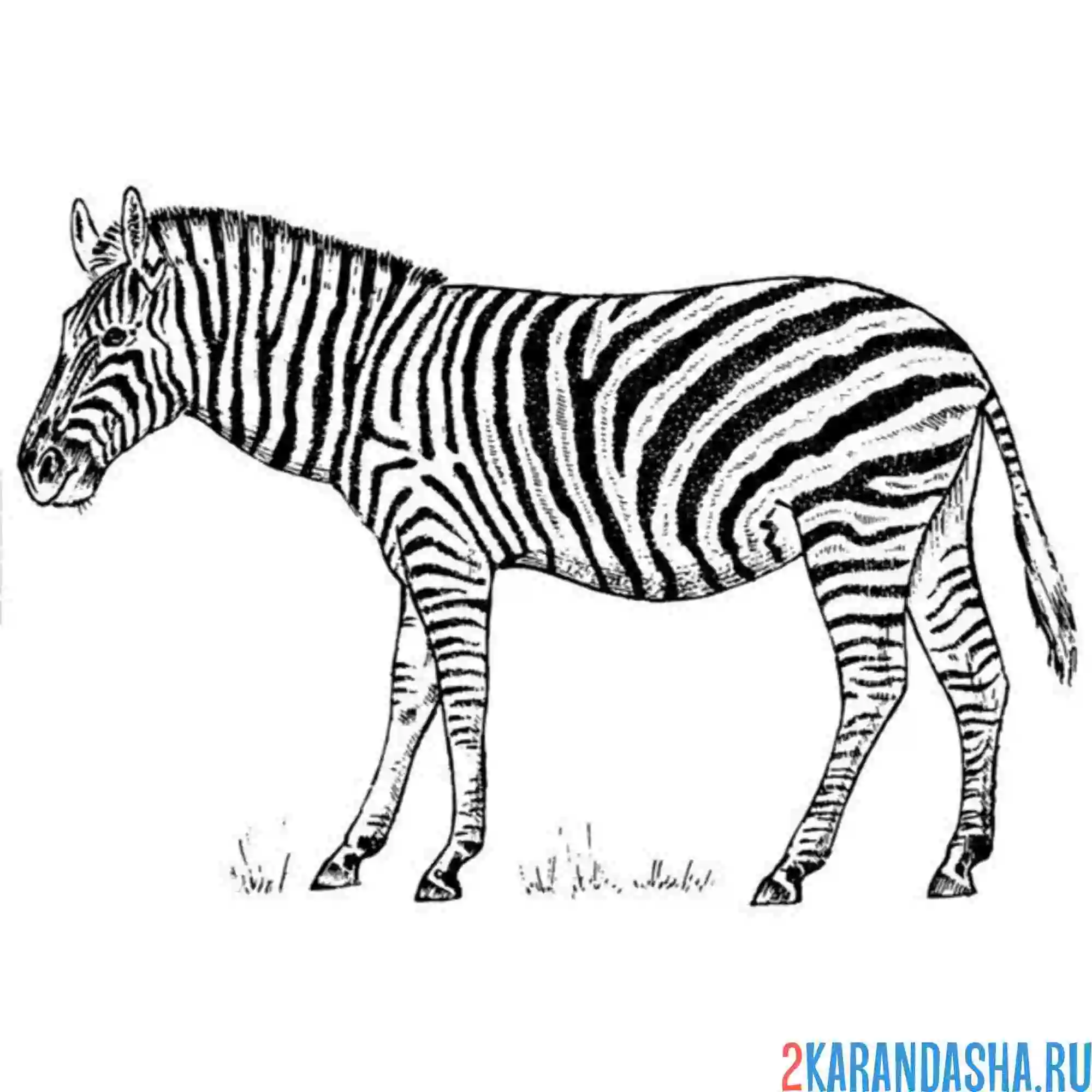 Раскраска одинокая зебра