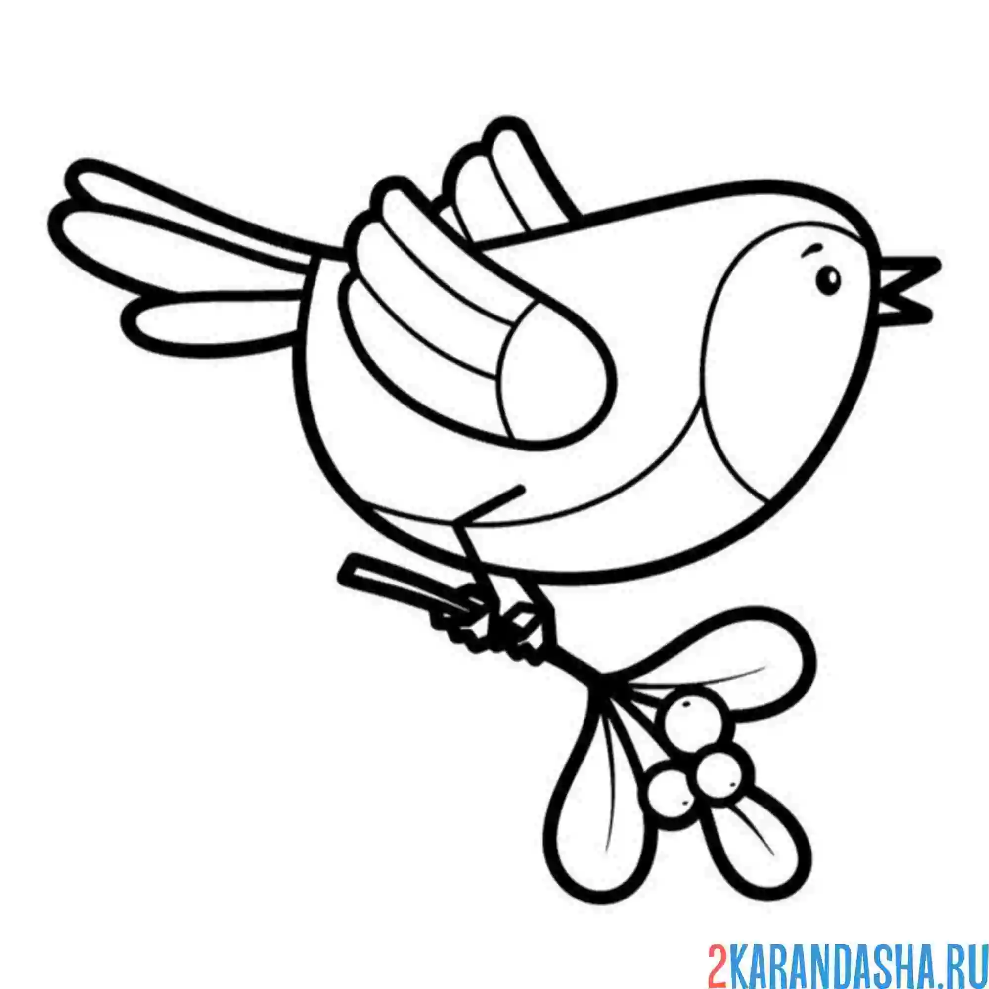 Раскраска птичка с ягодками