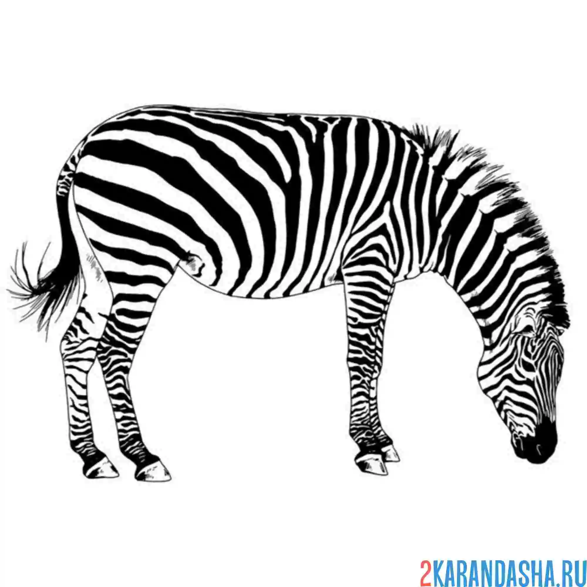Раскраска зебра ест