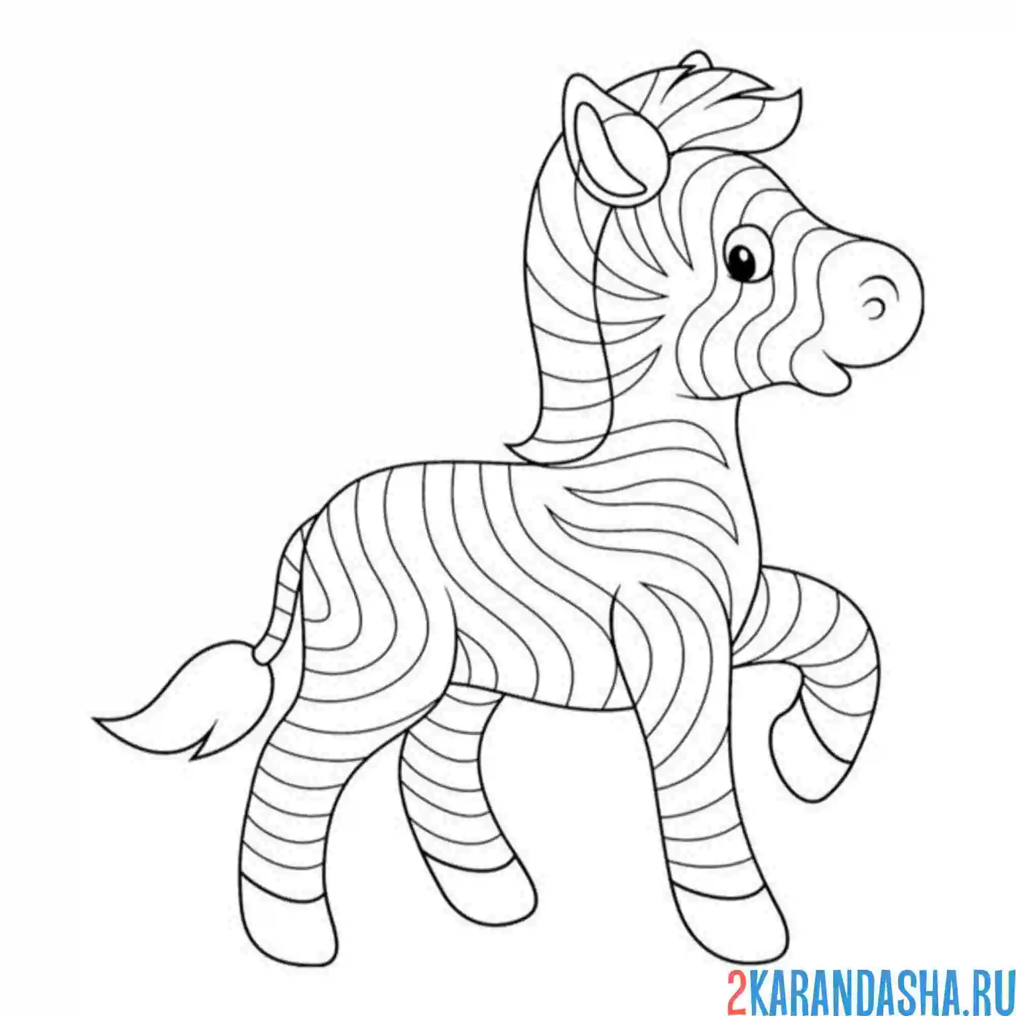 Раскраска зебра жеребенок