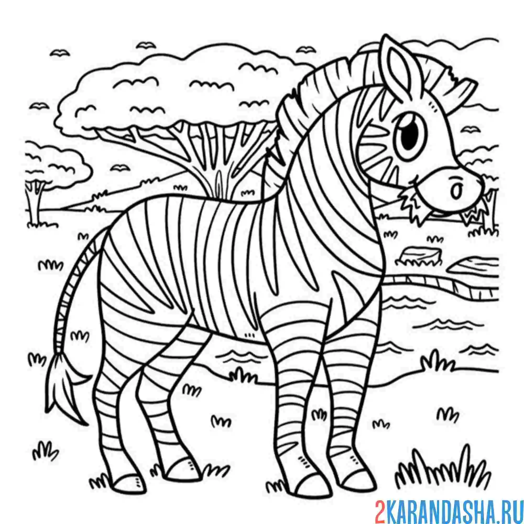 Раскраска зебра на природе