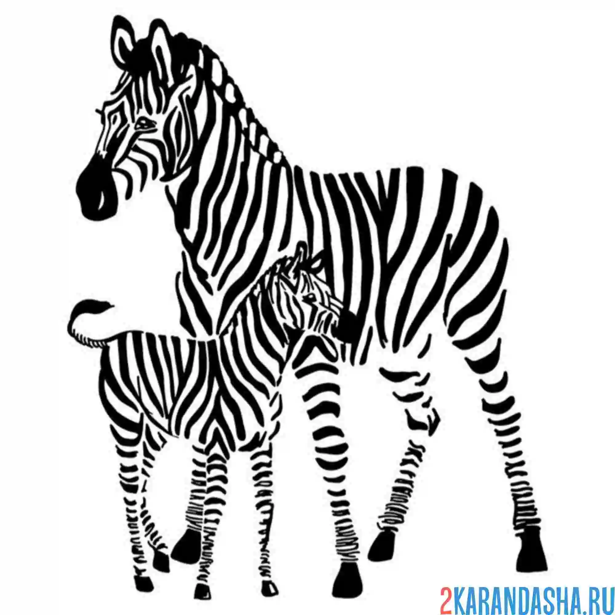Раскраска мама зебра и жеребенок