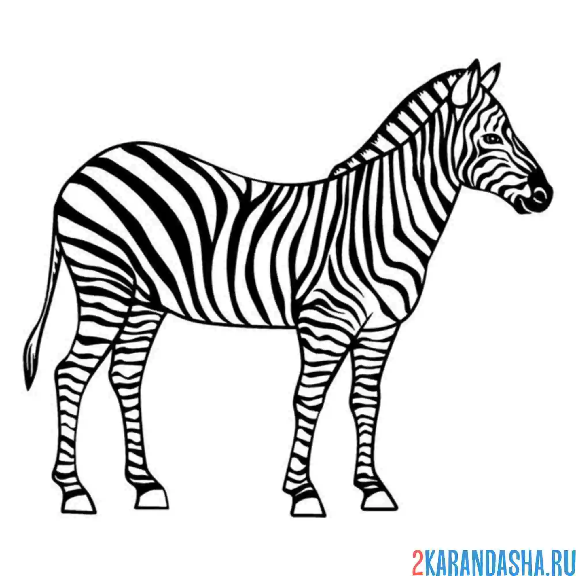 Раскраска зебра настоящая